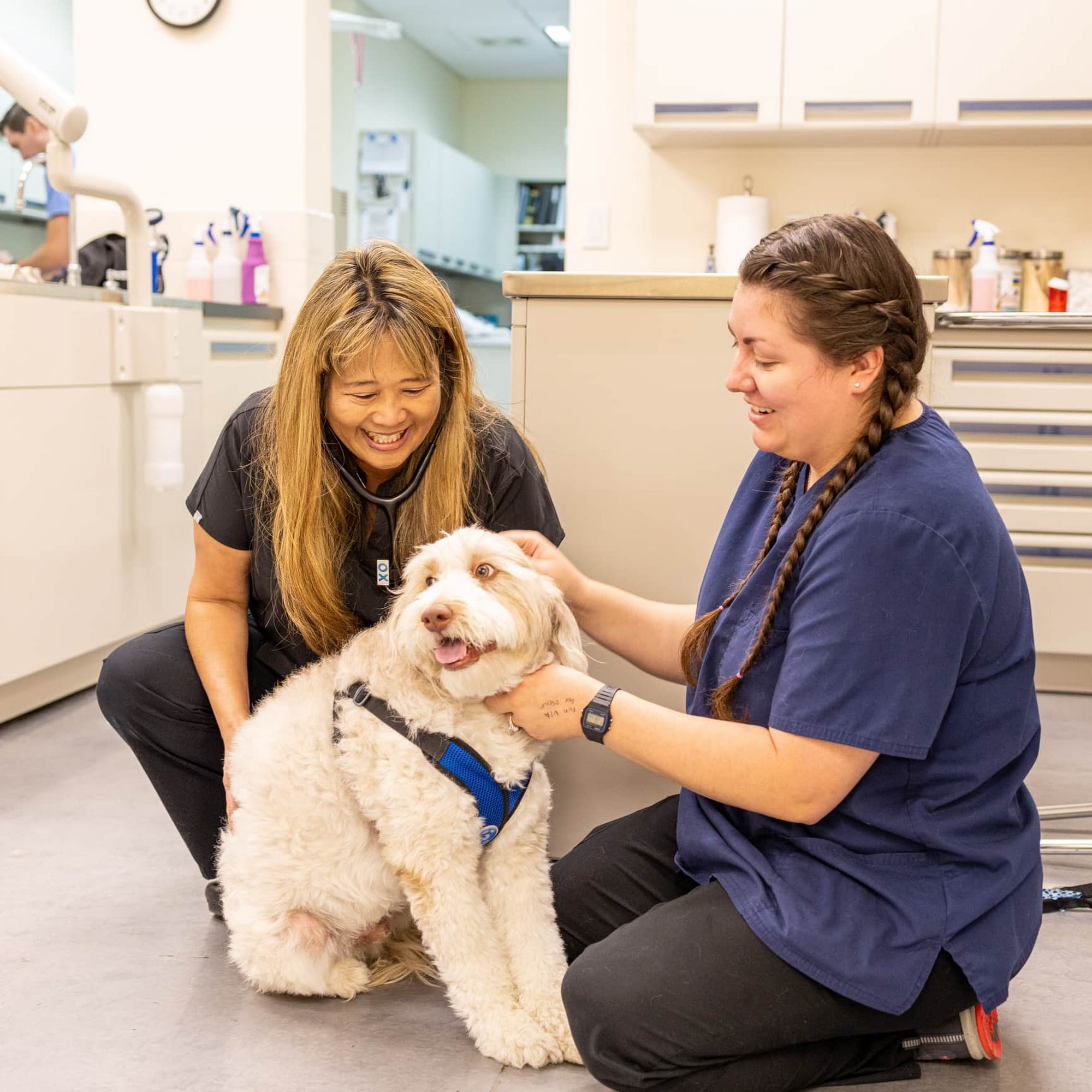 Newport Animal Hospital Newport Beach