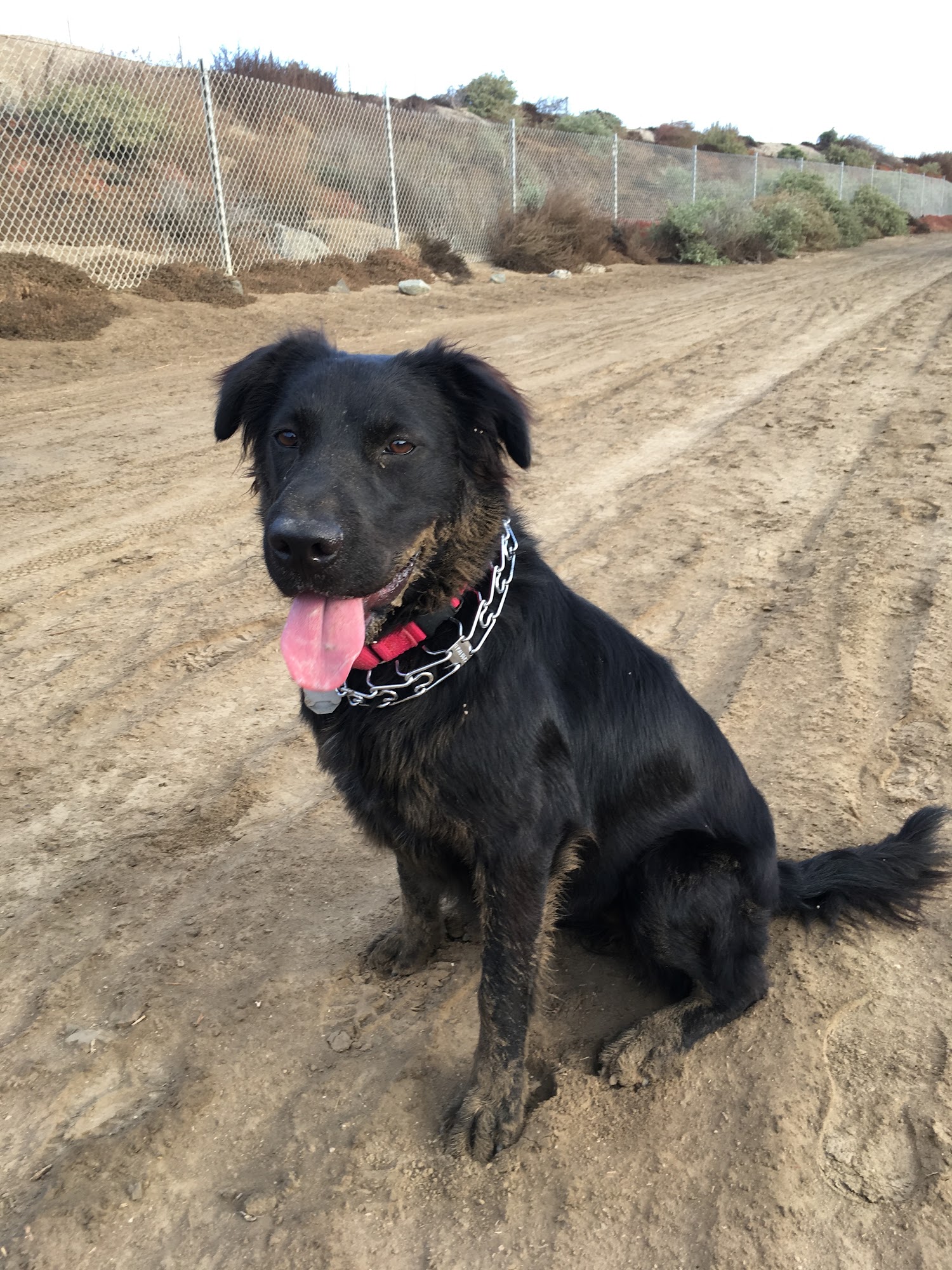 Four Paws Inn Newport Beach