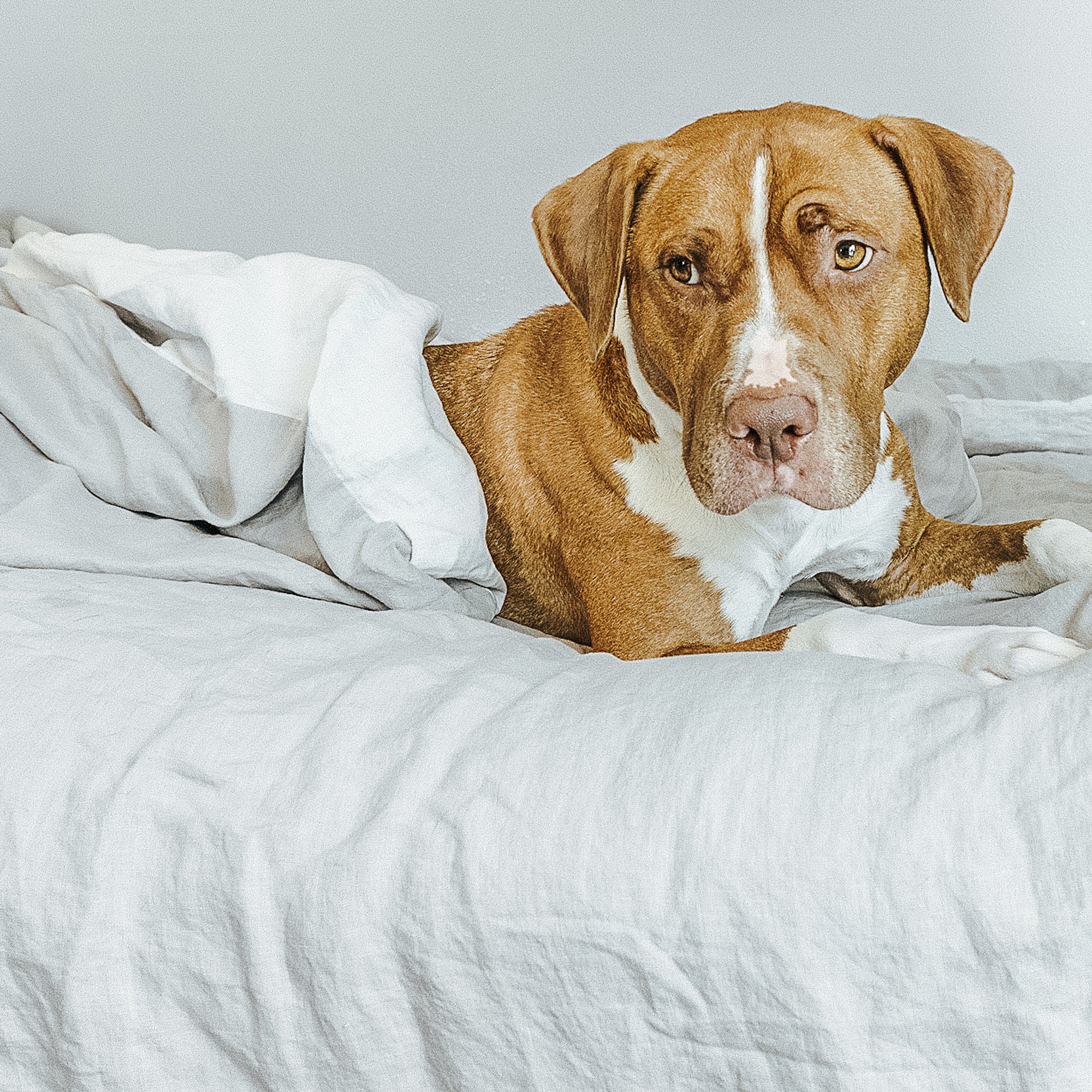 Wooflinen 1048 Irvine Ave #1054, Newport Beach