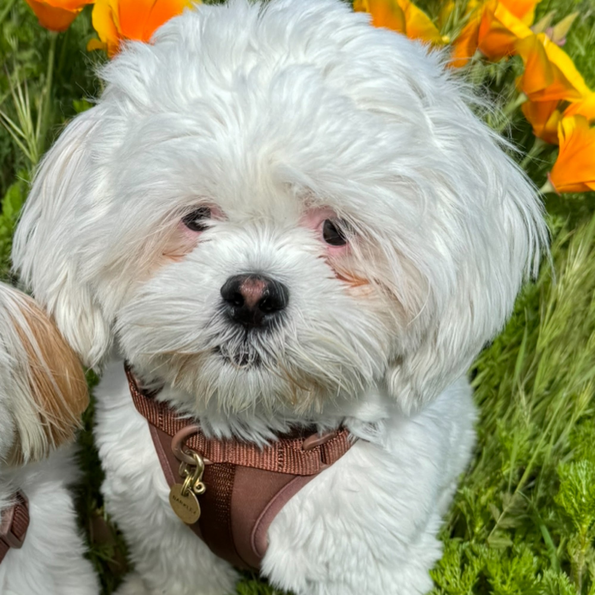 Mesa Veterinary Hospital Nipomo