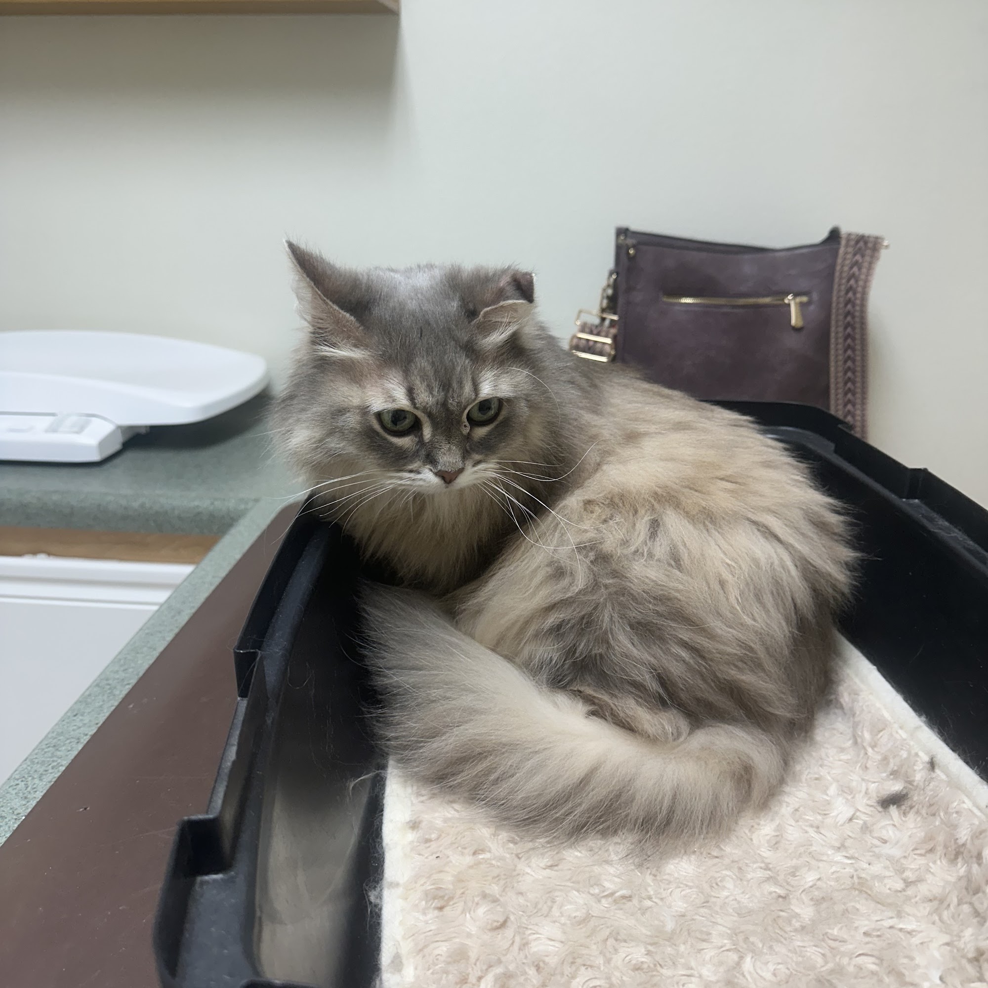 Nipomo Dog & Cat Hospital Nipomo