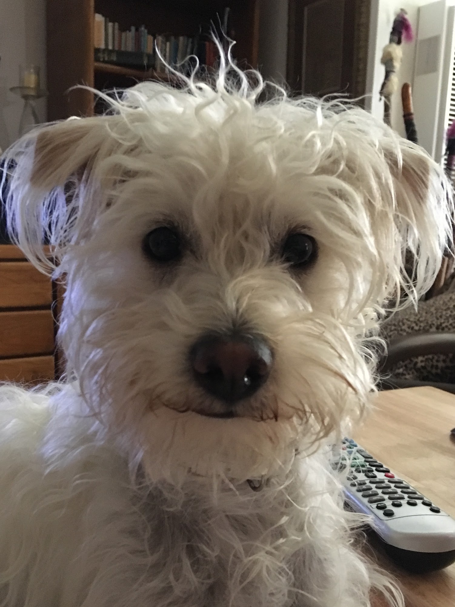 Nipomo Dog & Cat Hospital Nipomo