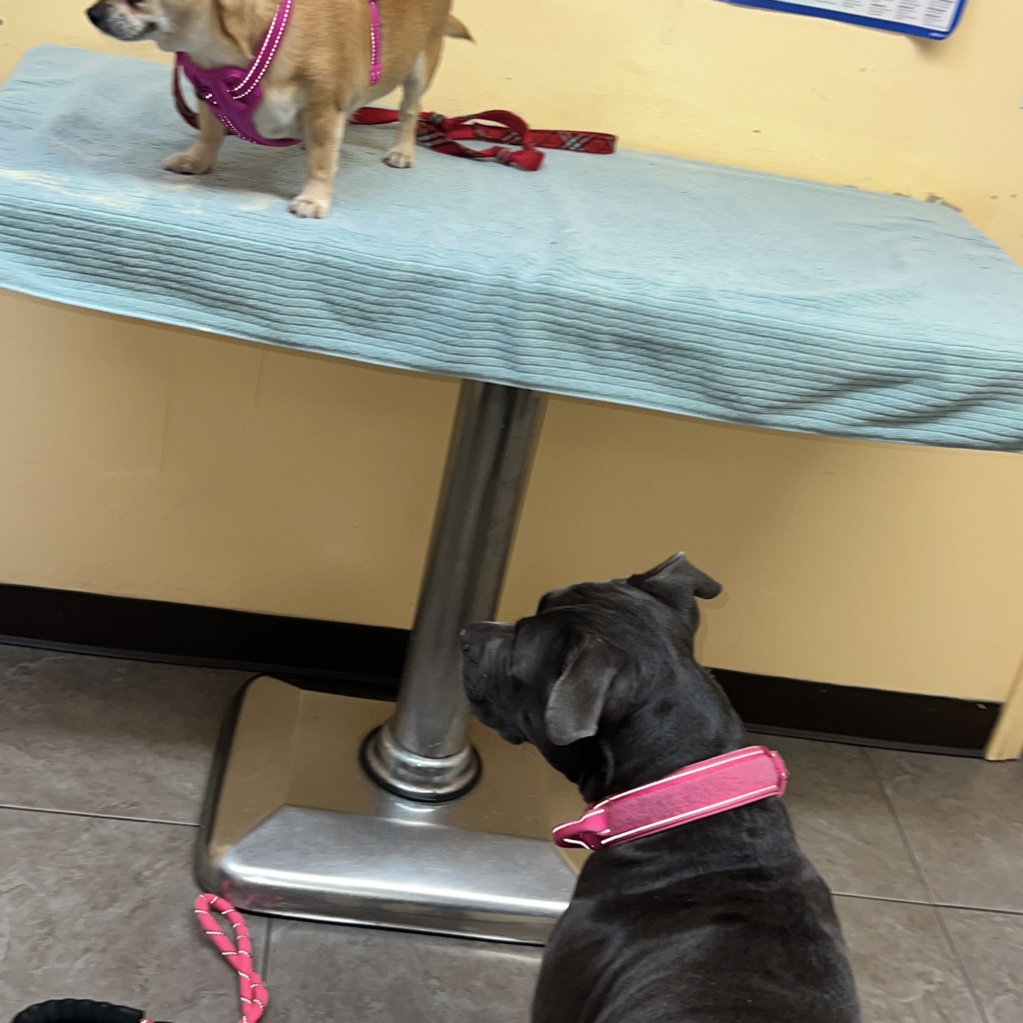 Atlas Pet Hospital Norco