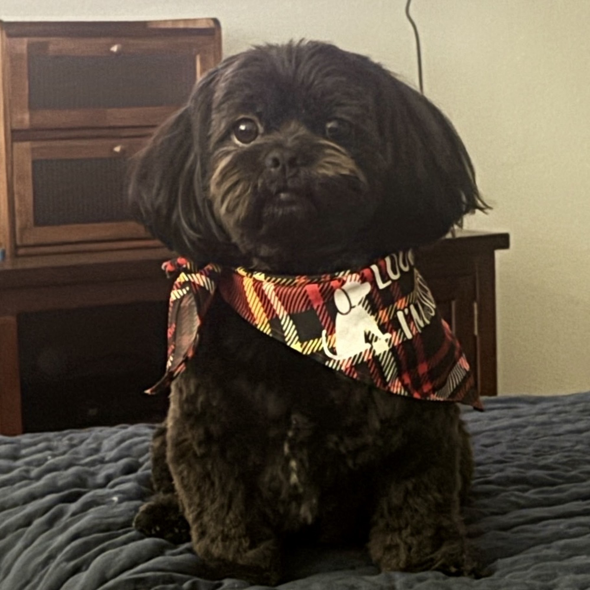 Nikkis Pet Spa Norco