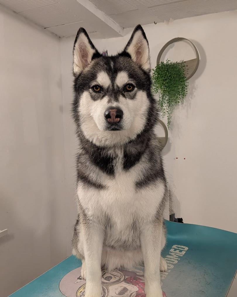 Four Paws Grooming Norco