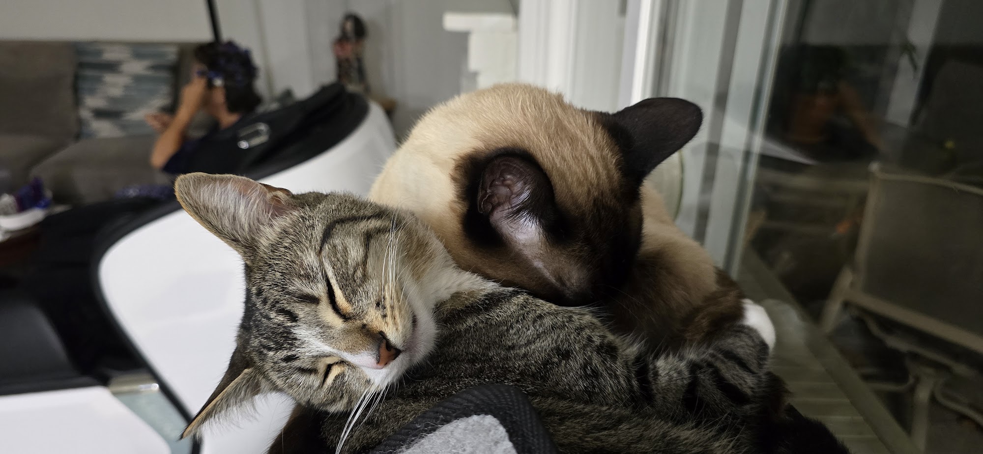 Southern Californian Siamese North Hills