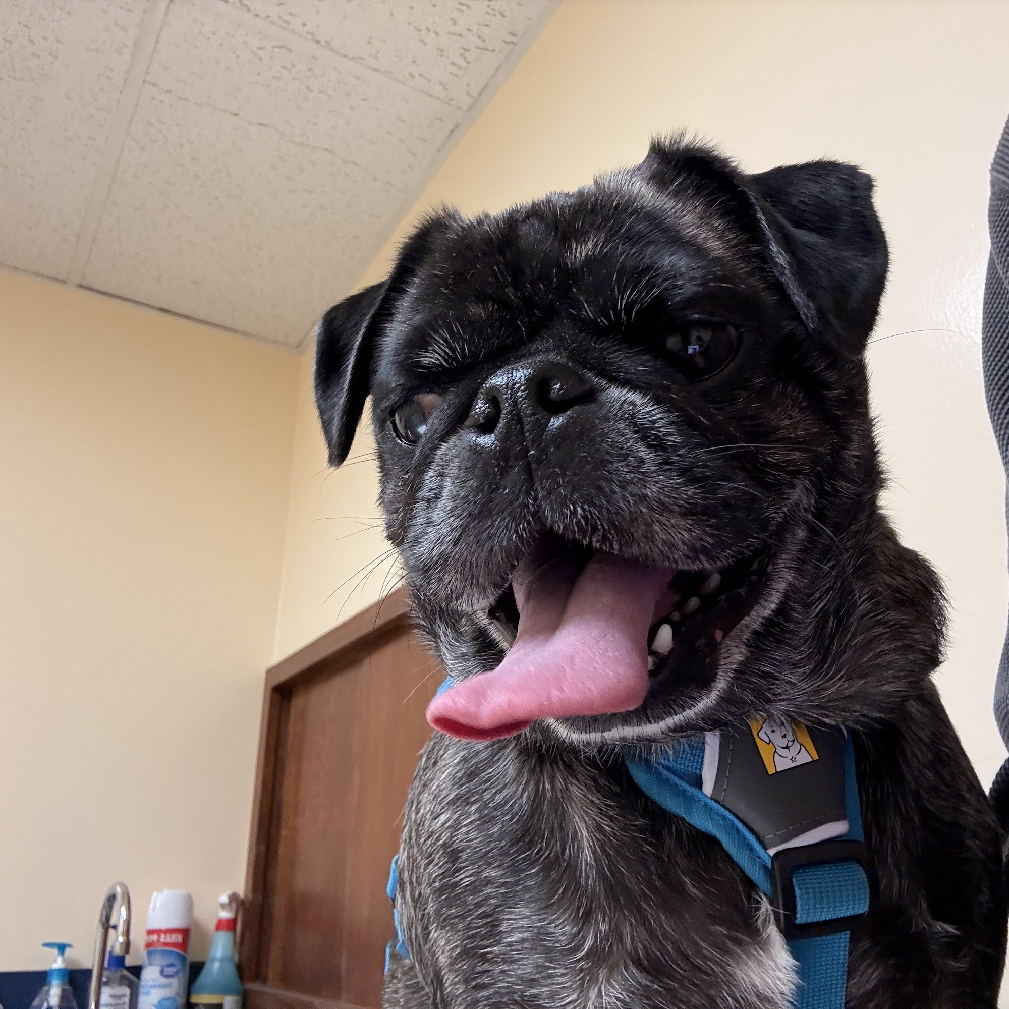 Sharp Pet Hospital North Hollywood