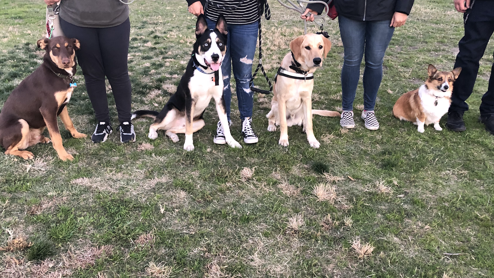 Avid K9 Training North Hollywood