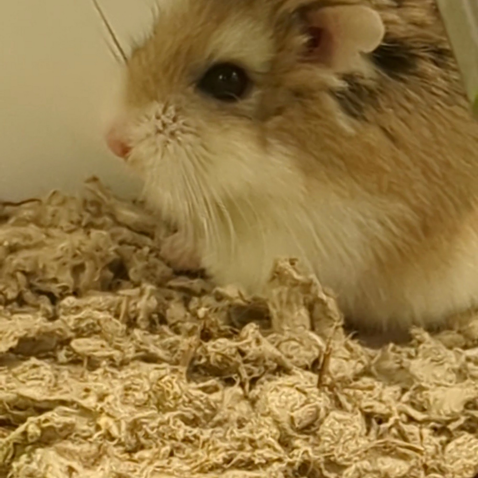 Petco North Hollywood