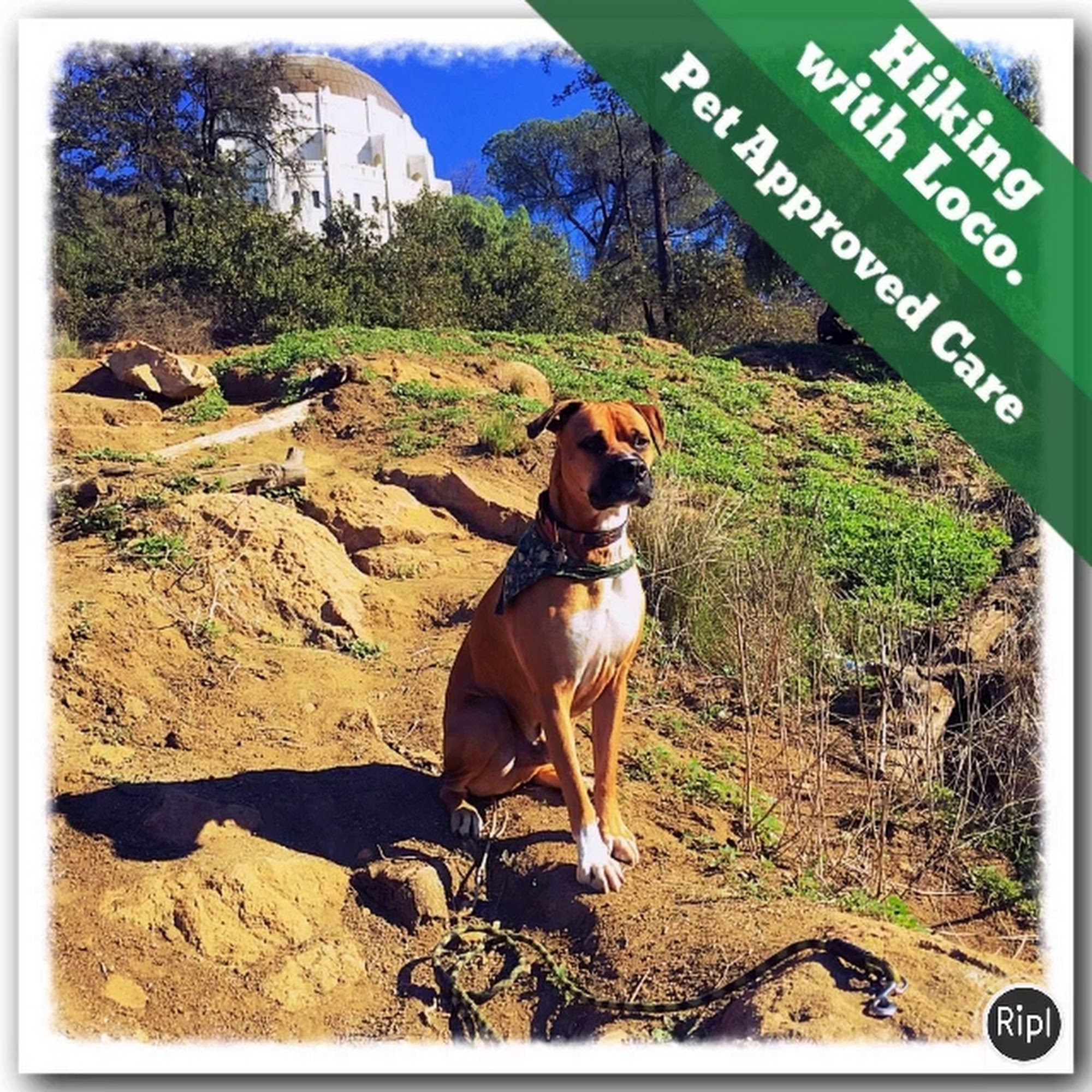 Pet Approved Care North Hollywood