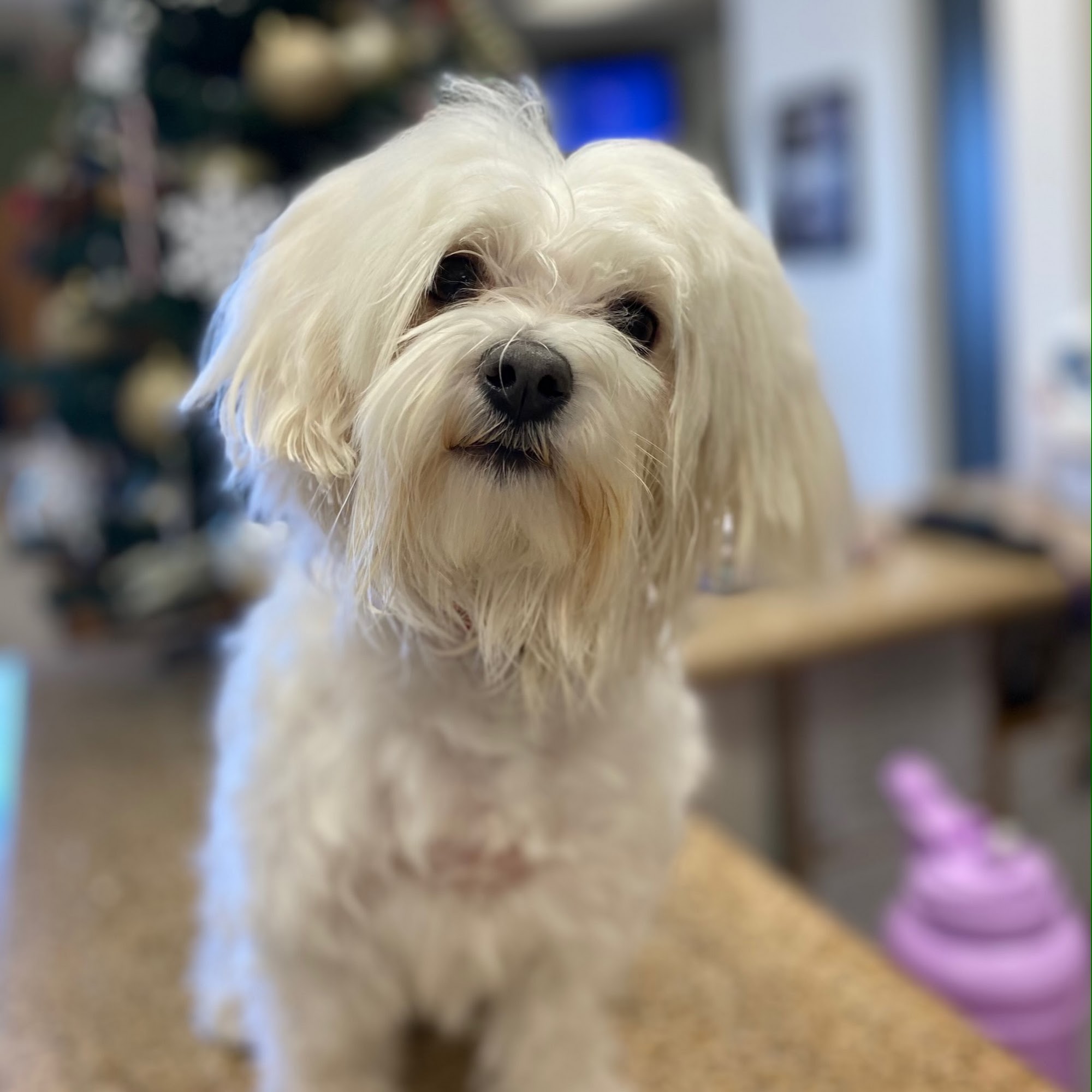 Northridge Animal Medical Center Northridge