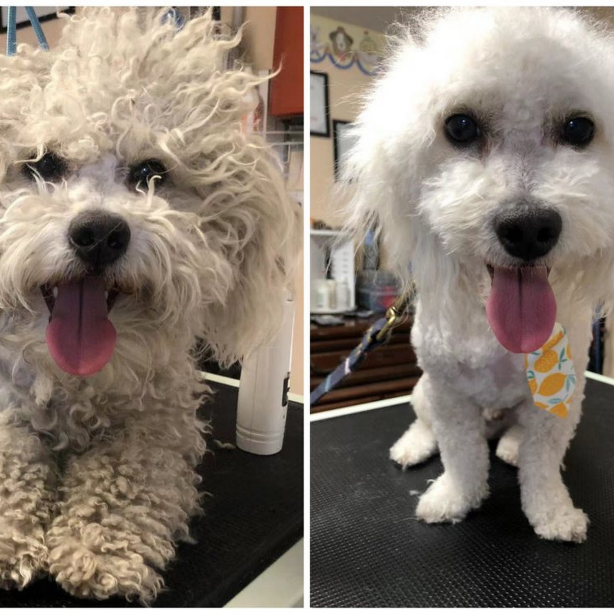 Rita's Dog Services Northridge