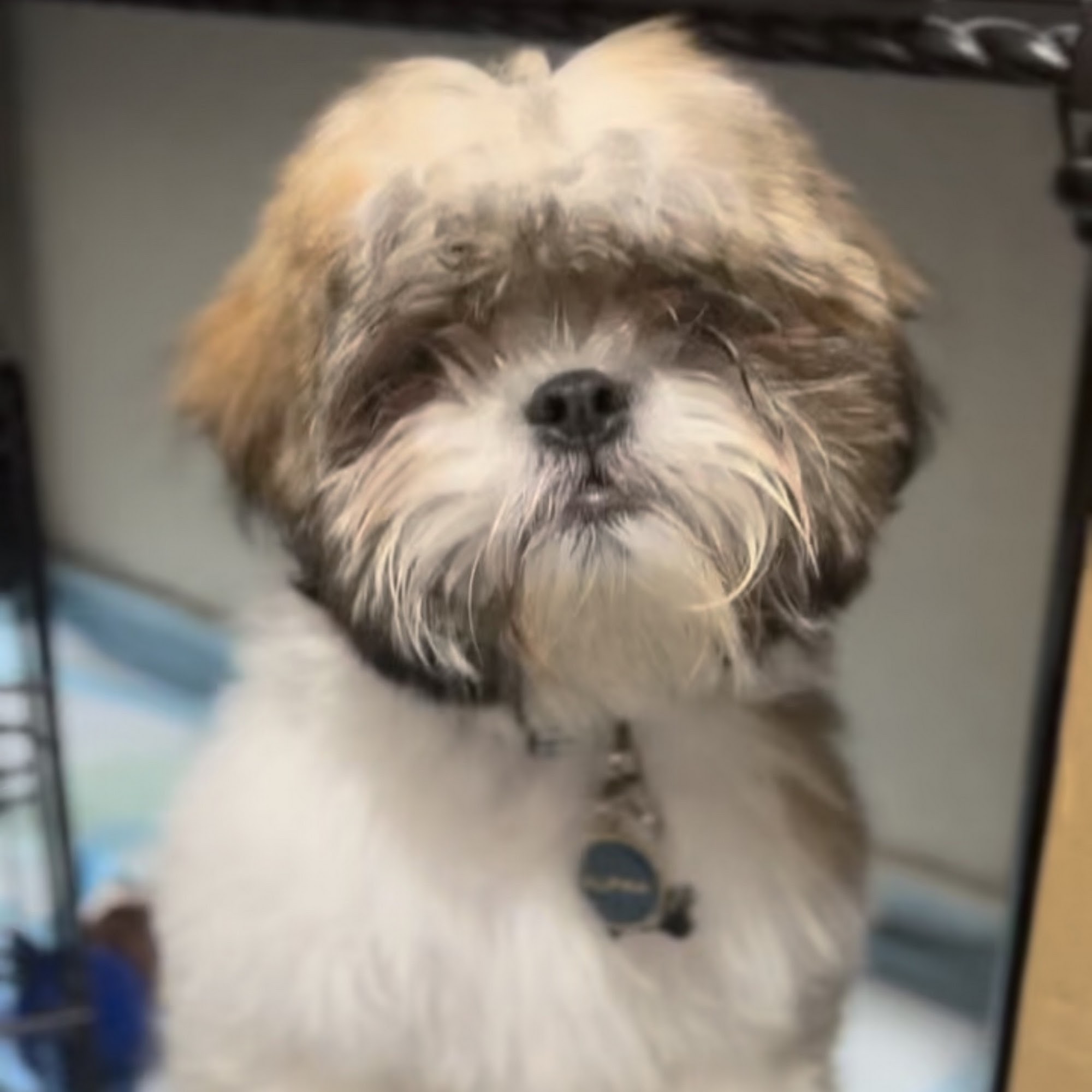 Norwalk Animal Hospital Norwalk