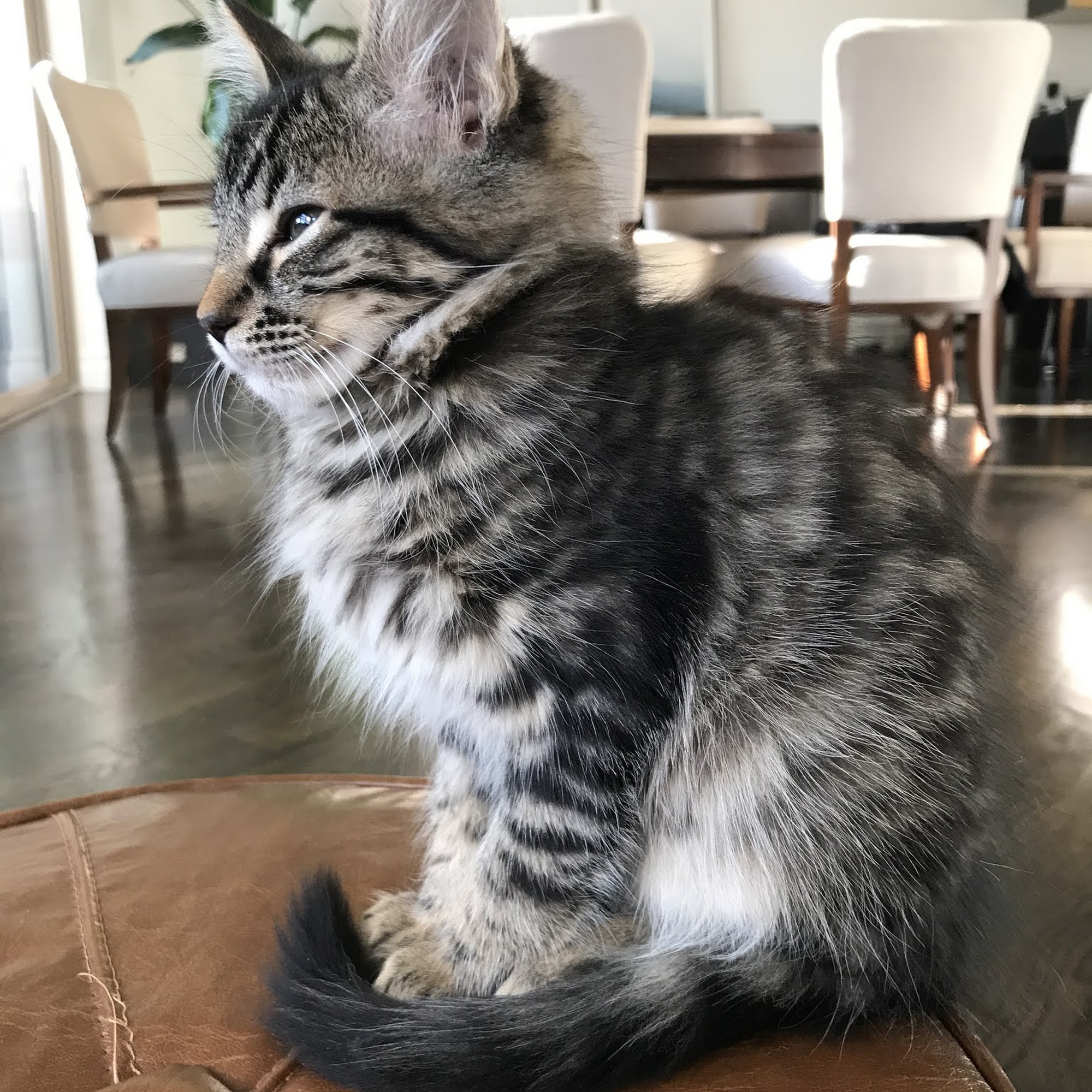 South Novato Animal Hospital Novato