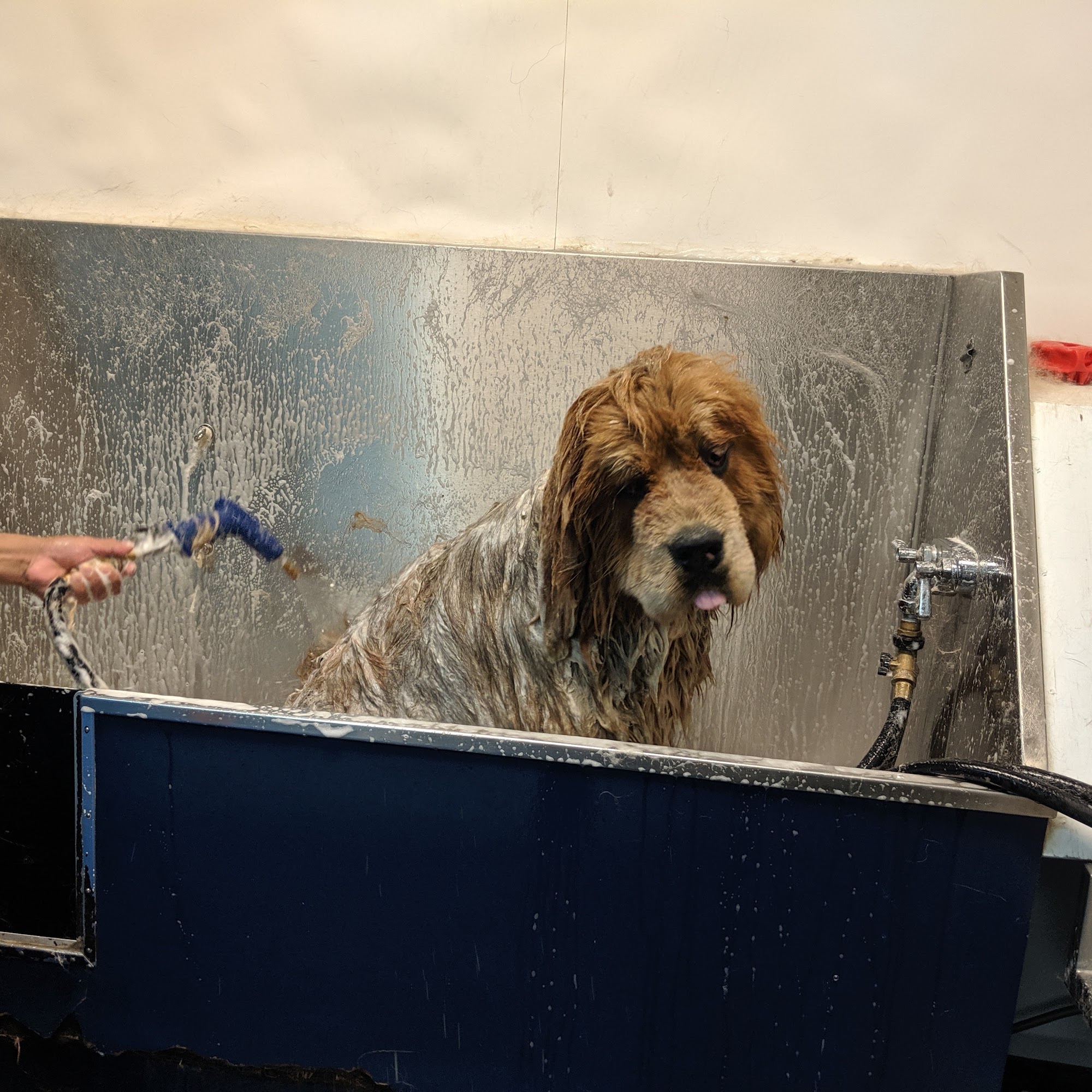 All Aboard Dog Grooming Novato