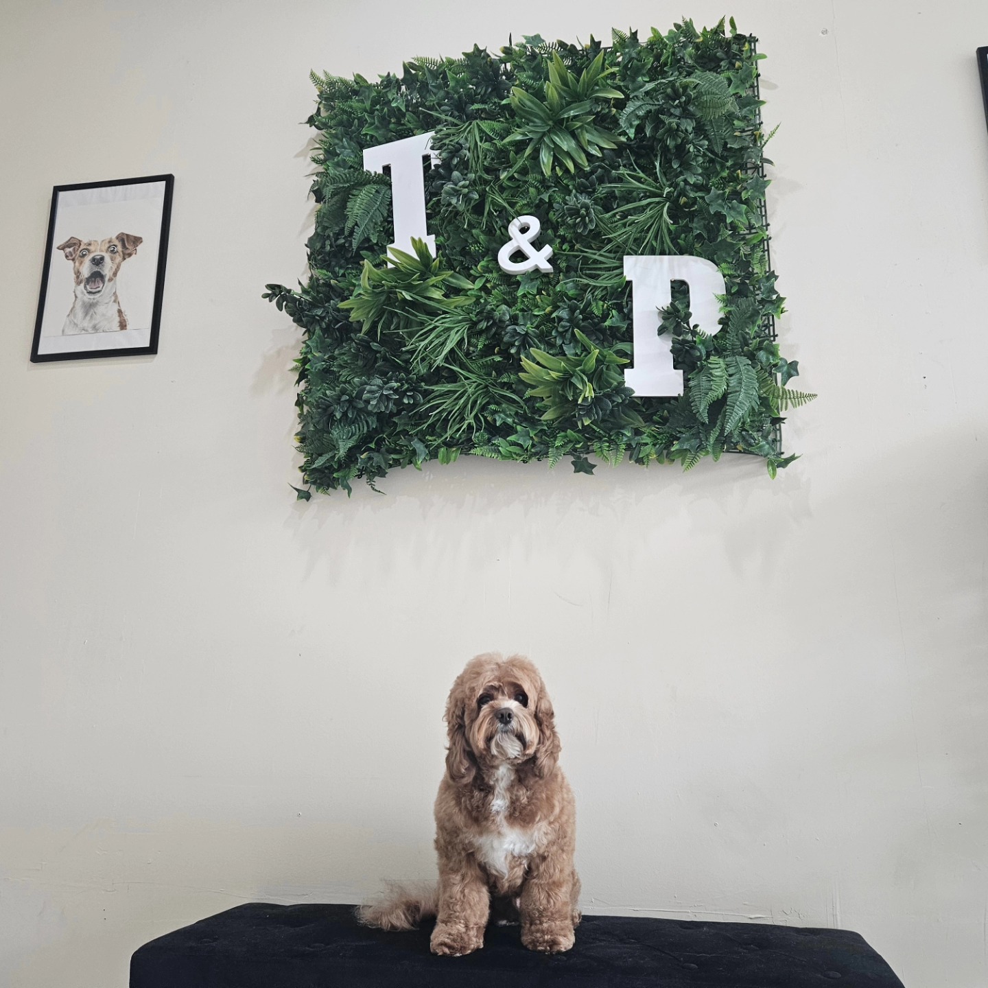 Trimmers And Paws Novato