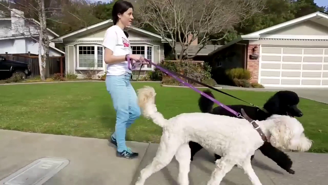 Fetch! Pet Care of Marin Novato