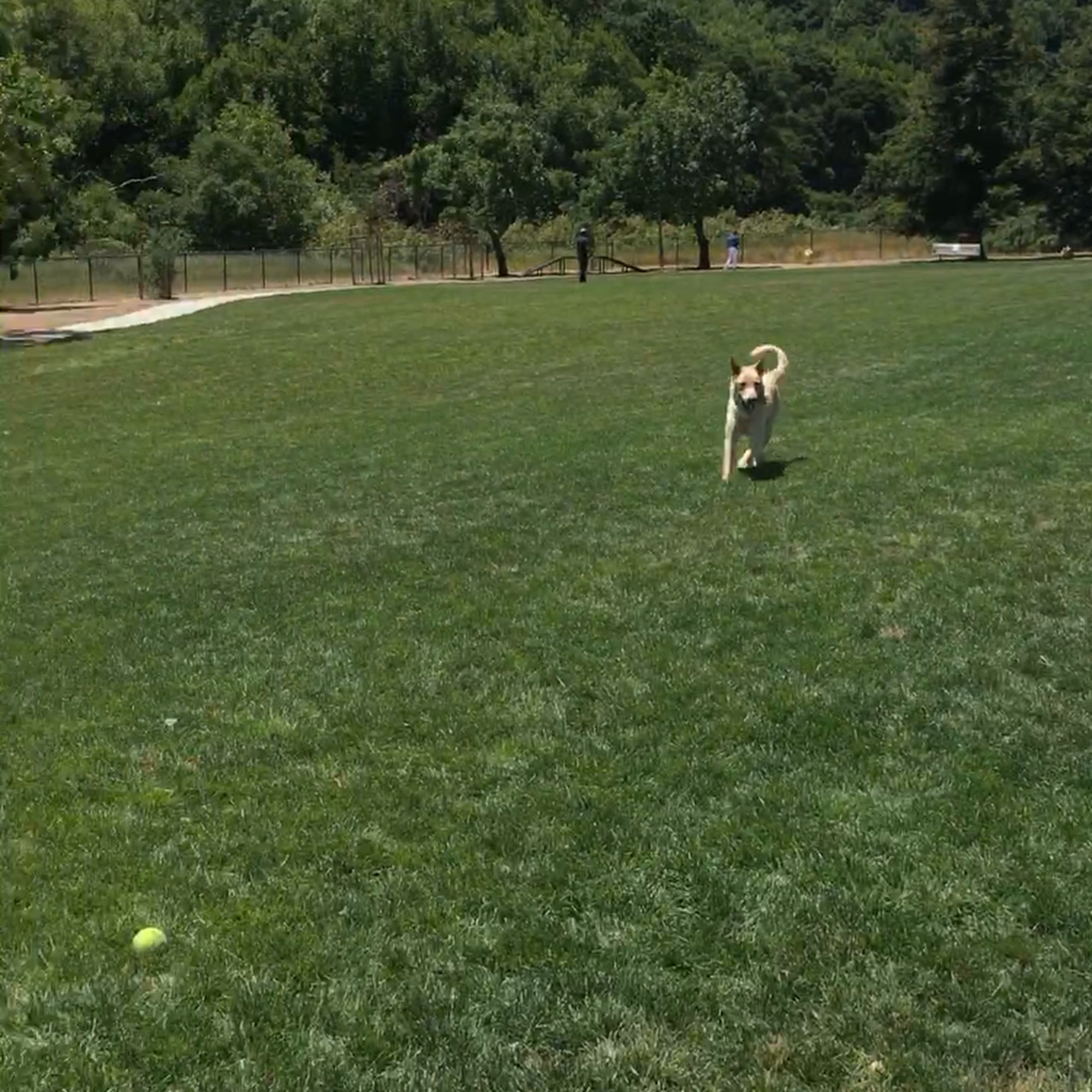 Dogbone Meadow Novato