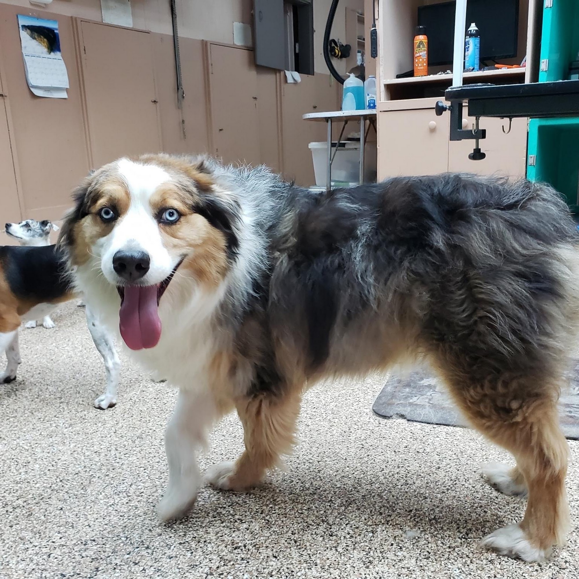 Henry Pet Groomer Novato