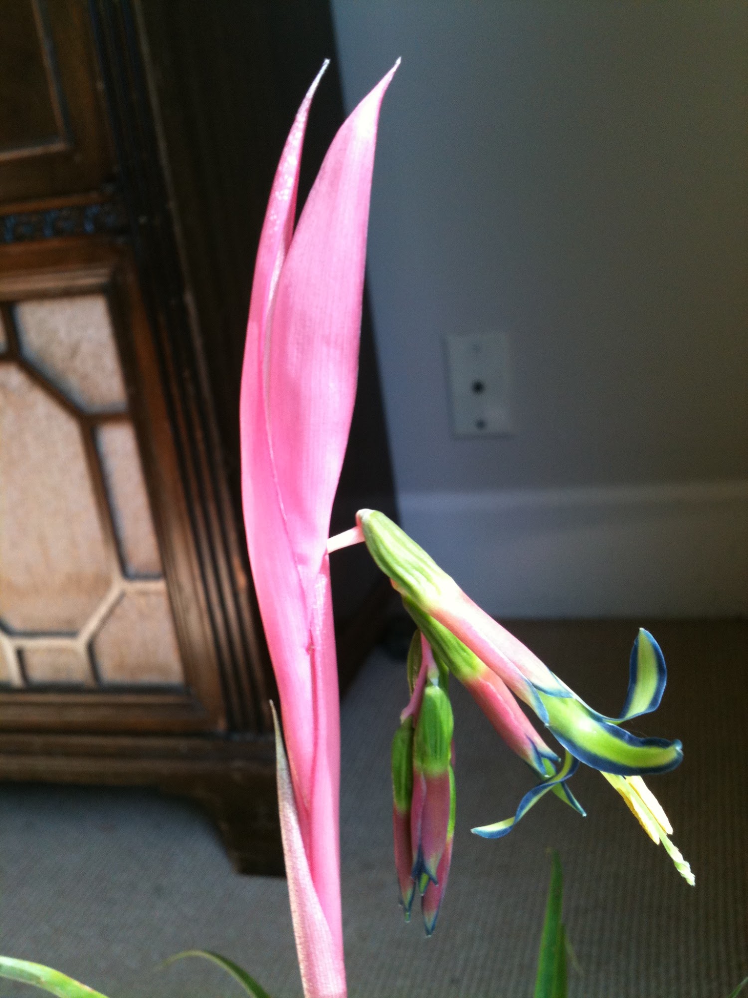 Redwood Landscaping Service