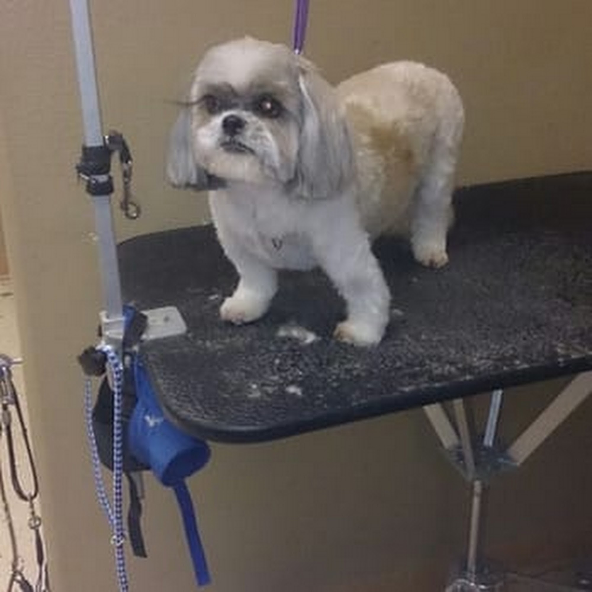 Shaggy Chic Pet Grooming Services Oak Park