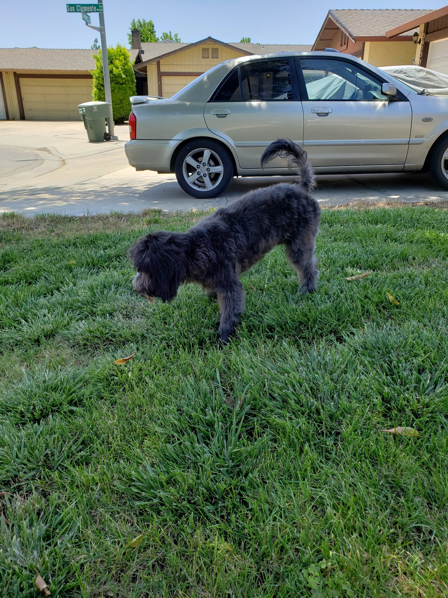 River Road Pet Grooming Oakdale