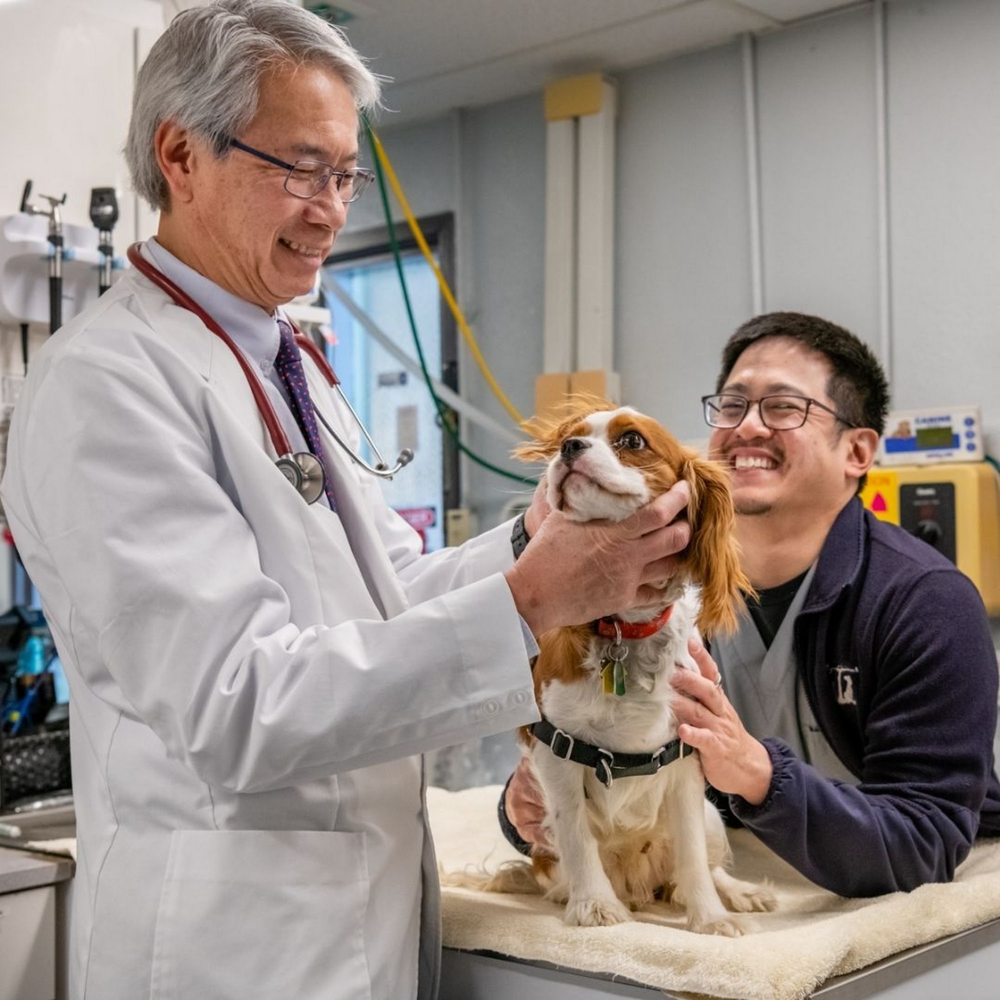 Thornhill Pet Hospital Oakland