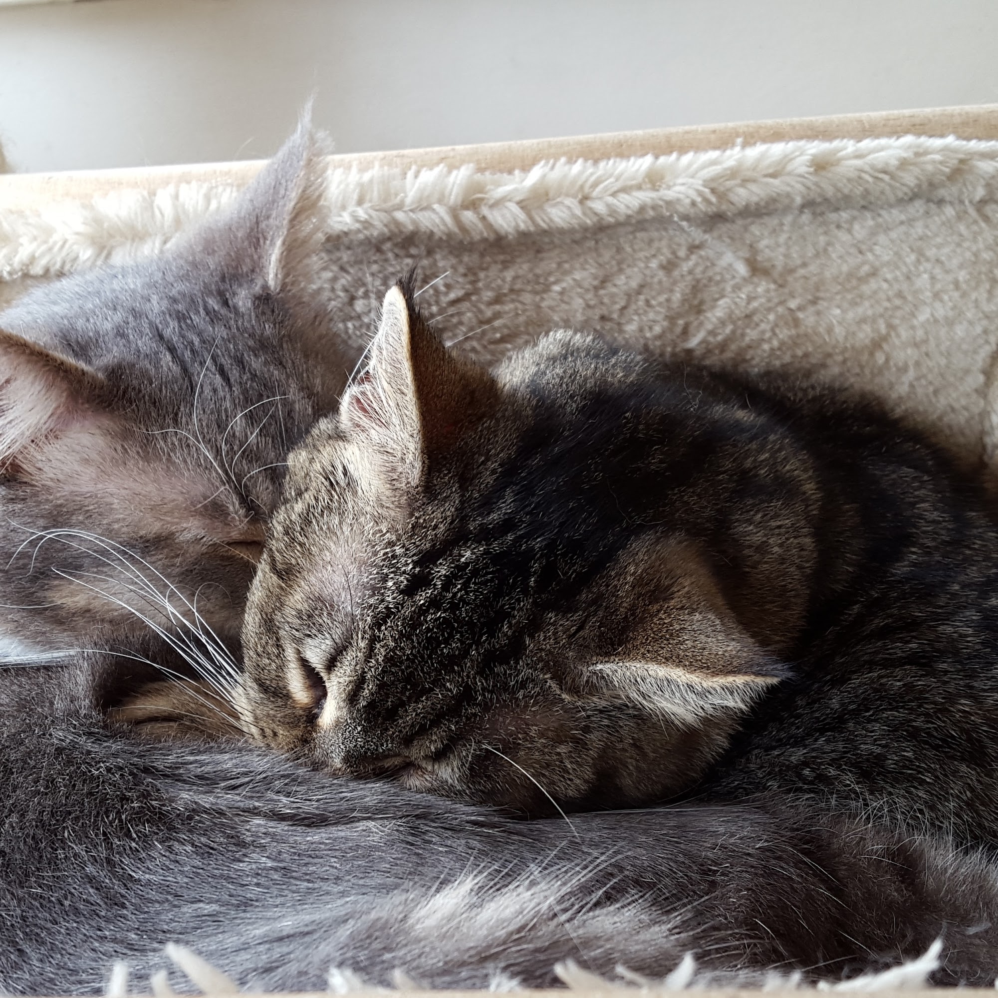 The Cheshire Cat Clinic Oakland