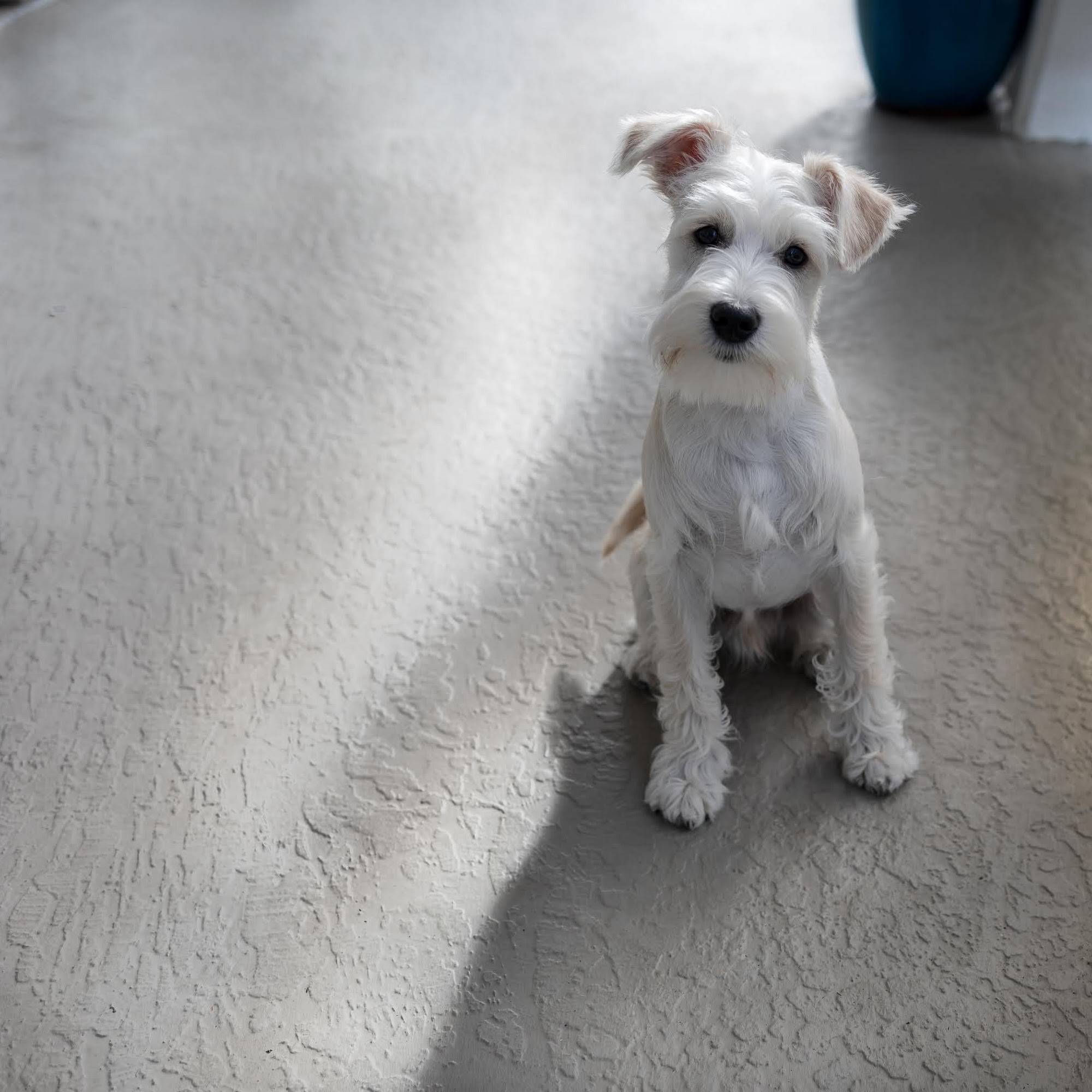 Leading the Pack Oakland