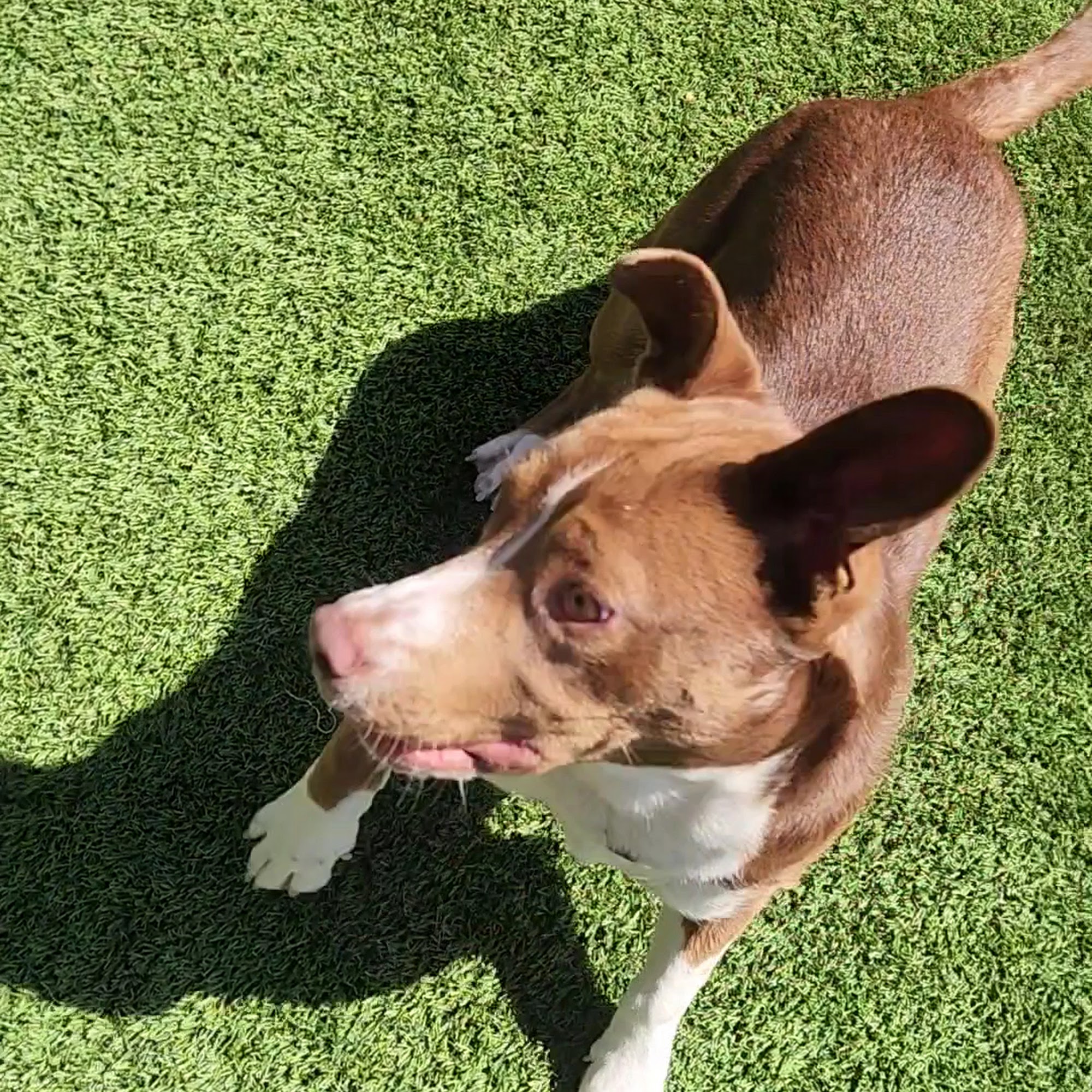 Rocket Dog Rescue Oakland