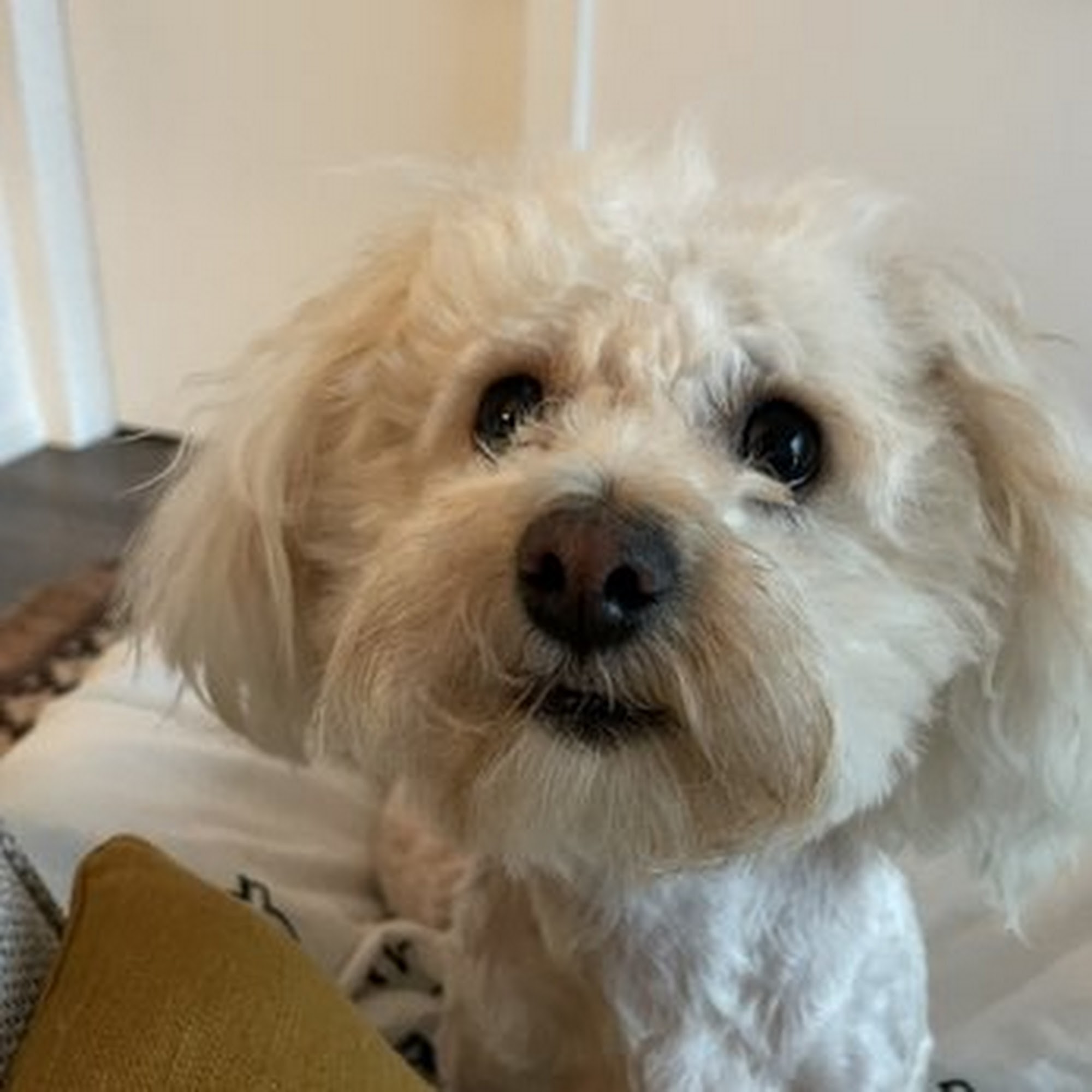 Broadway Grooming Clinic & school Oakland