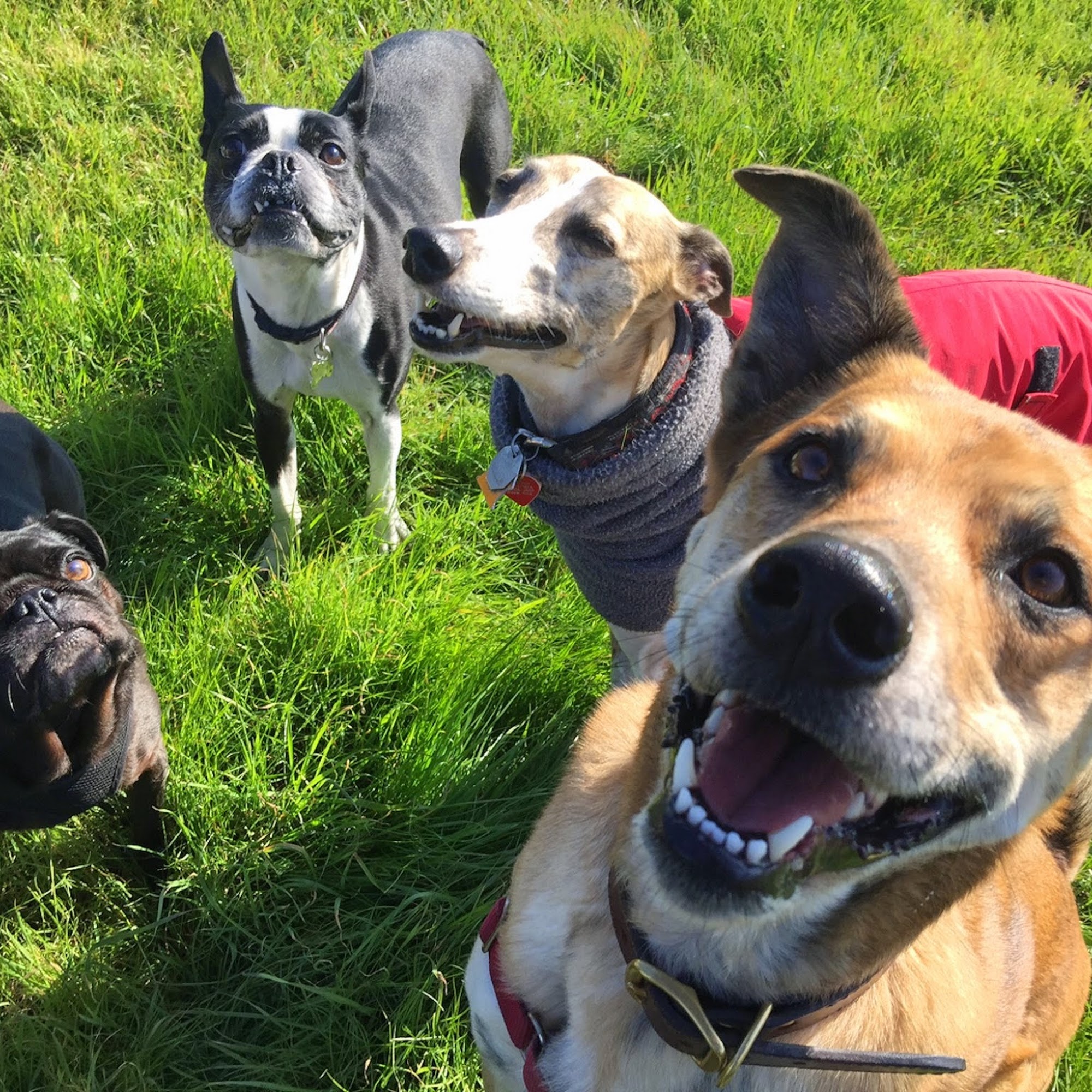 Doggy Lama Pet Care Oakland