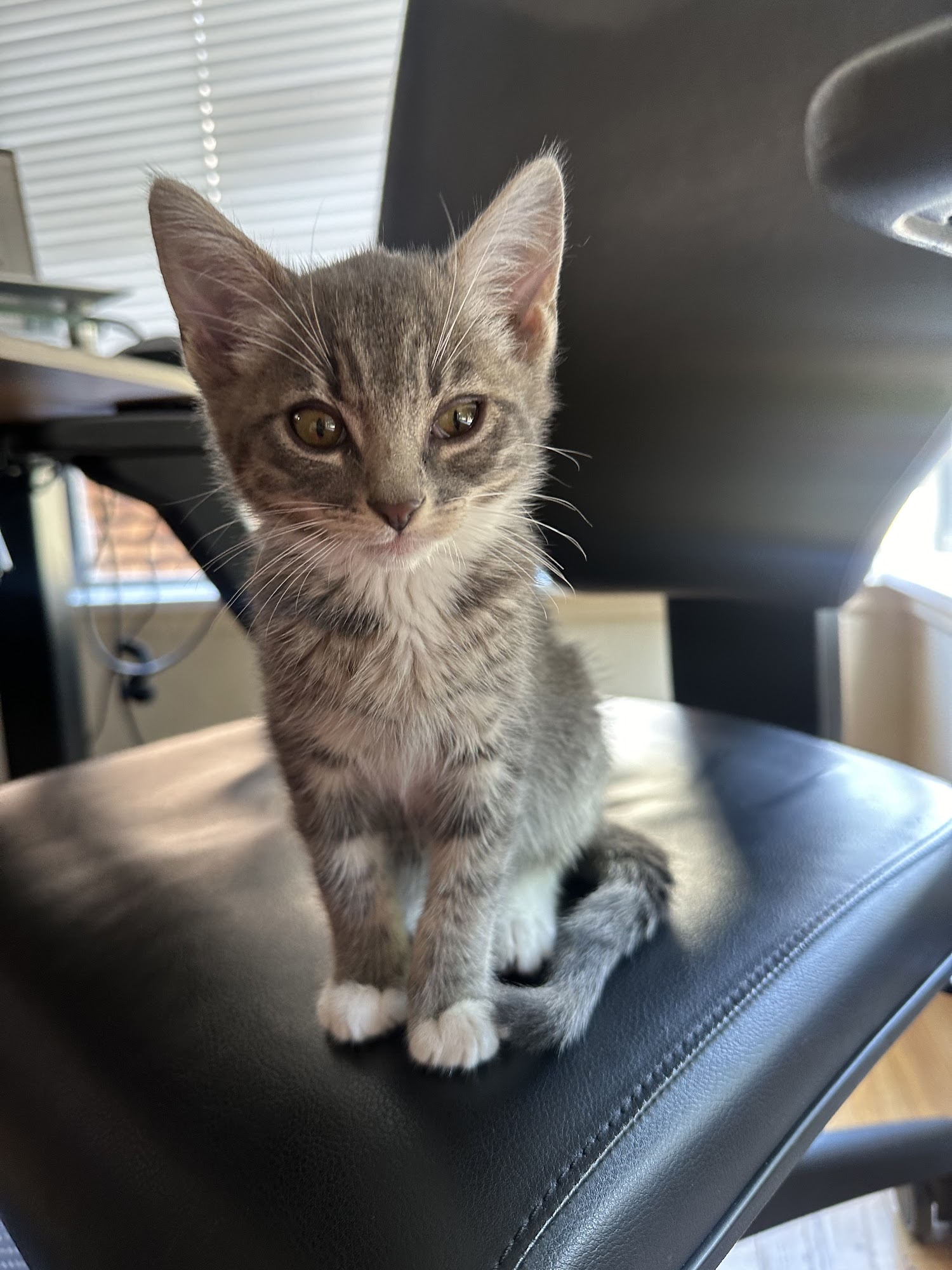 Hopalong Foster Program at Marin Humane Oakland