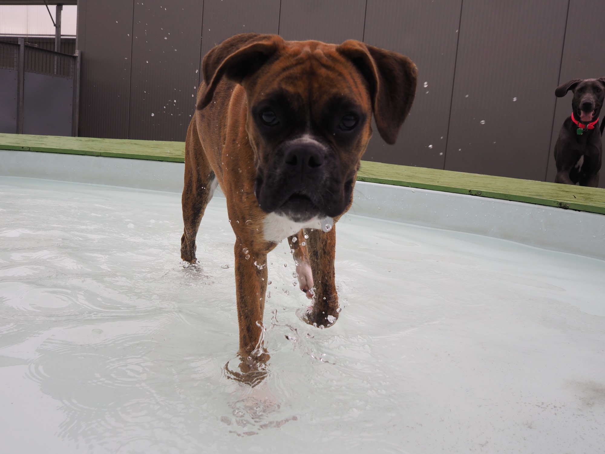 The Dog Social Club Cooperative Oakland