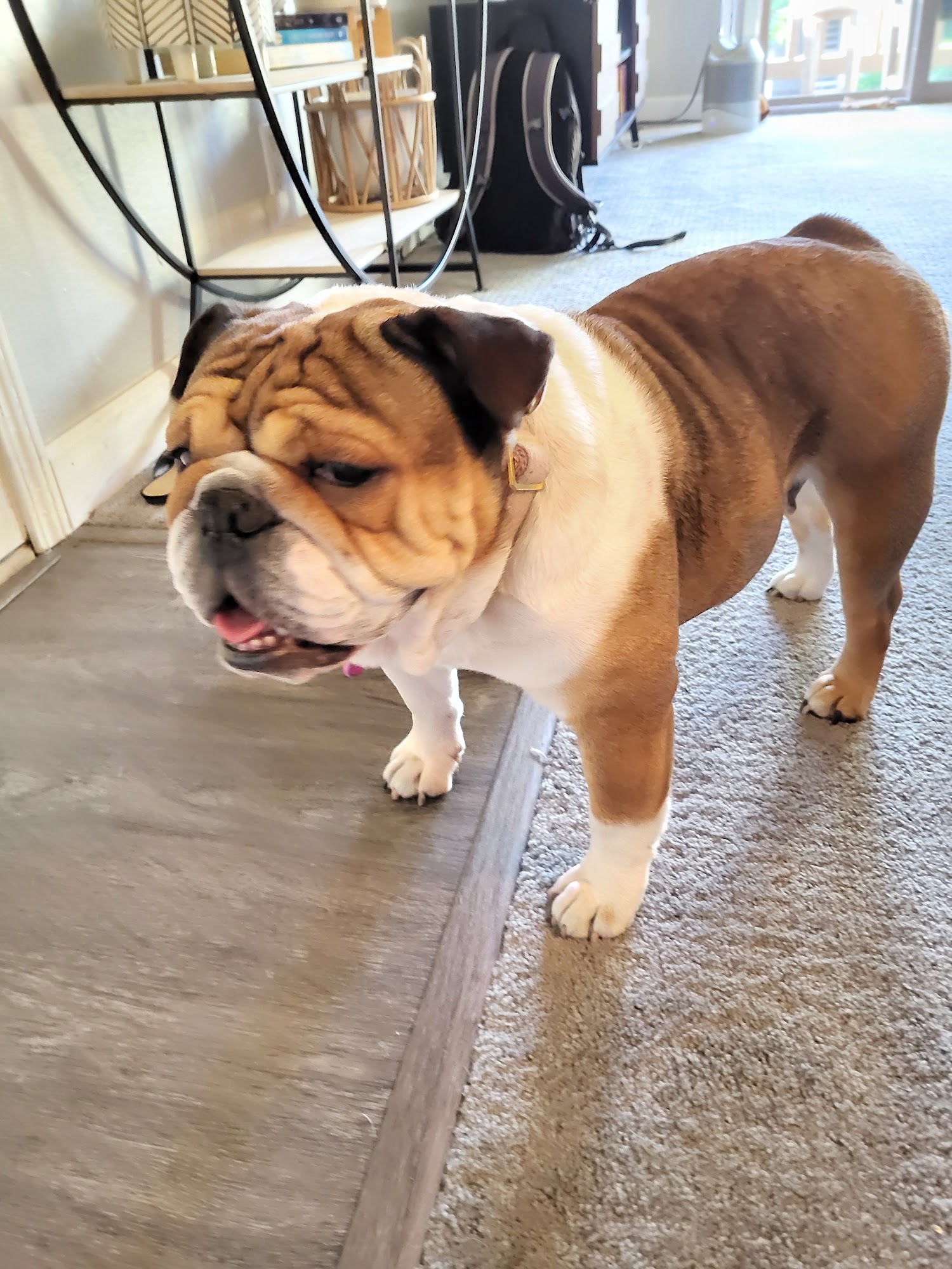 The Dog Squad Dog Training Oakland