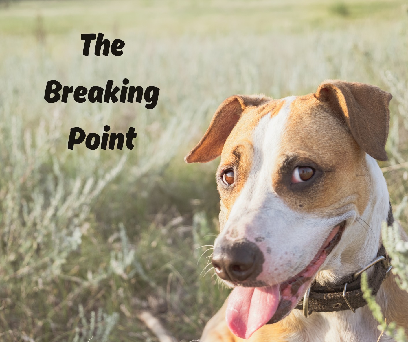 The Dog Squad Dog Training Oakland