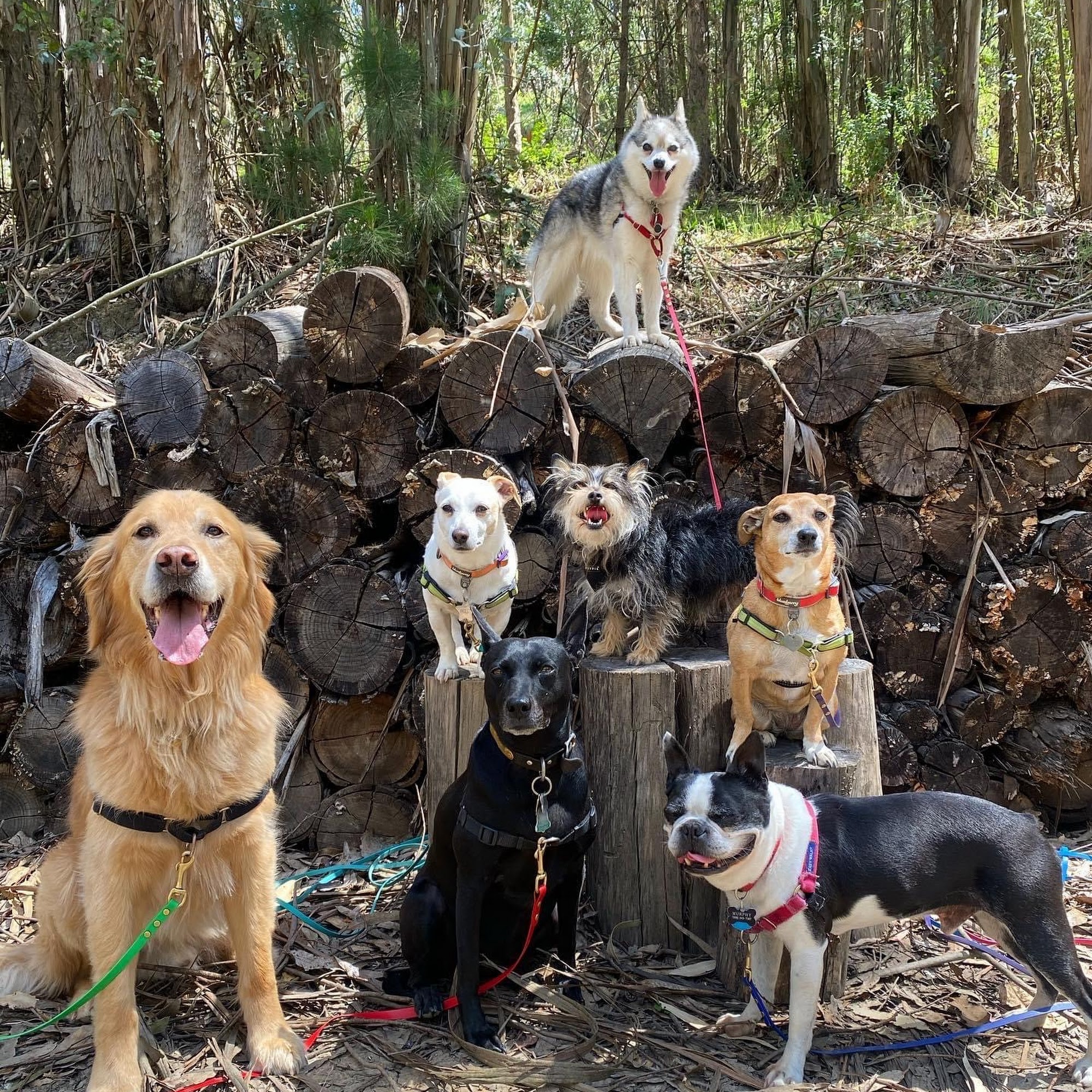 The Natural Dog Oakland