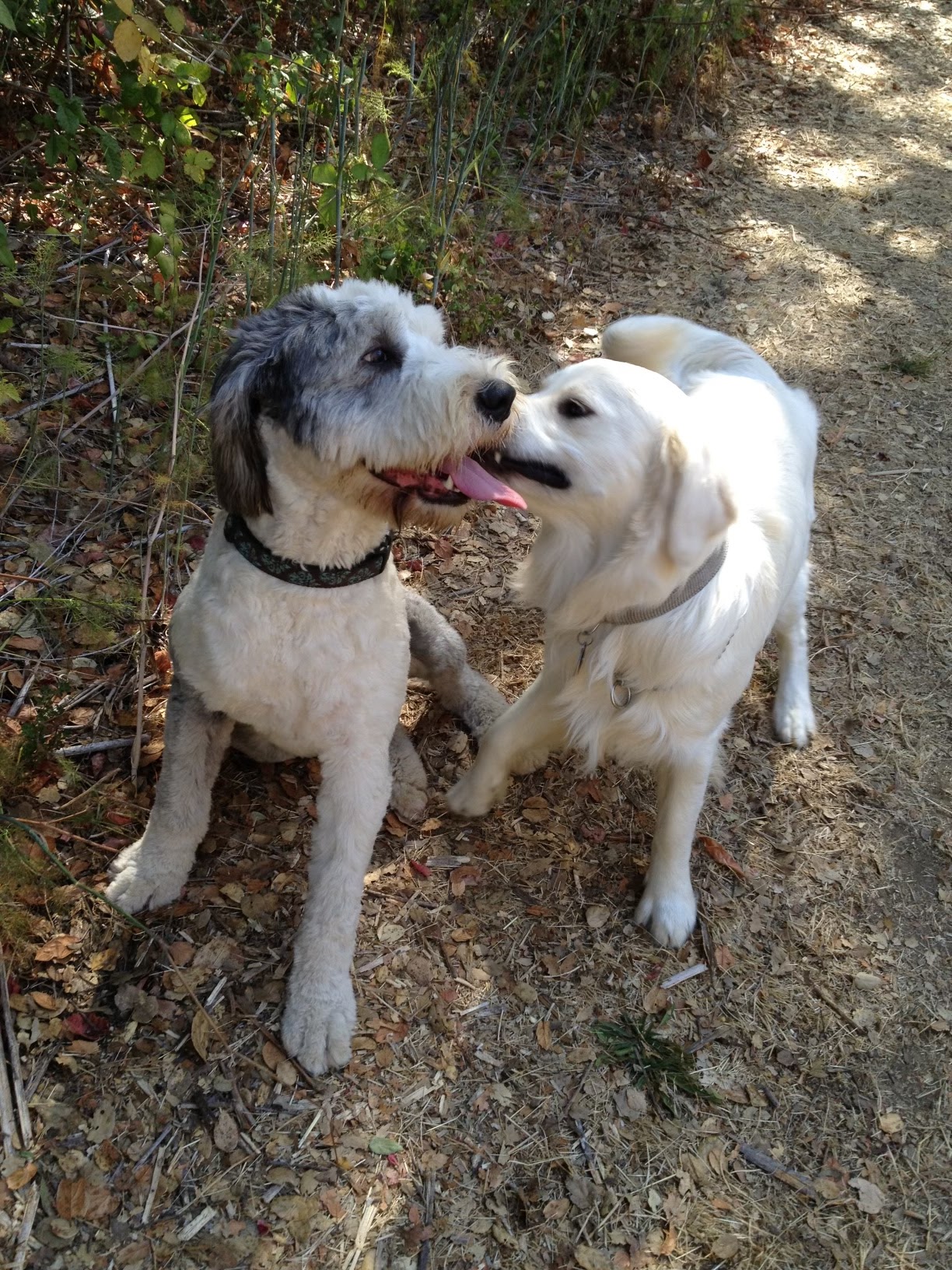 Buddies Dog Adventures-Diane