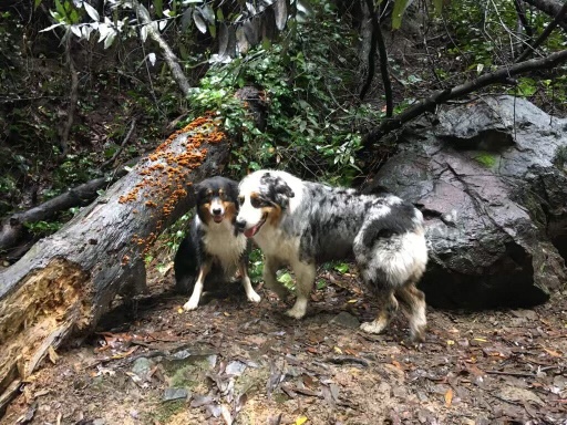 Buddies Dog Adventures-Diane