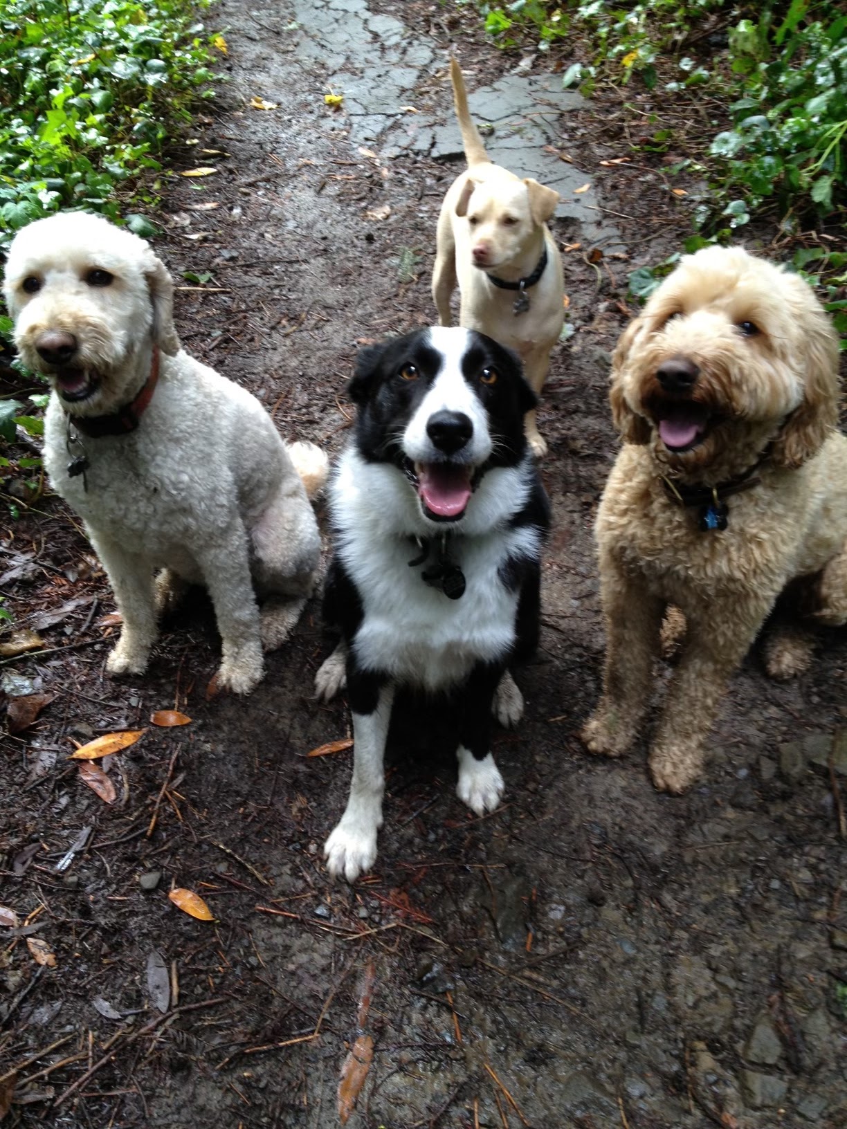 Buddies Dog Adventures-Diane