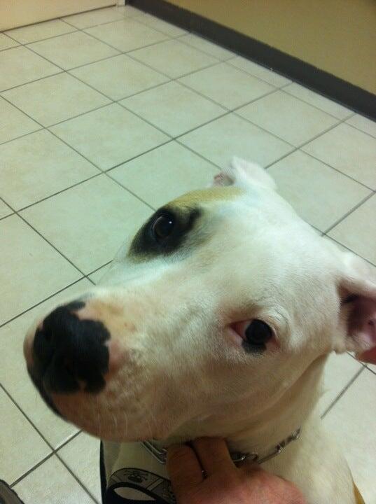 VCA Cypress Animal Hospital Oakley