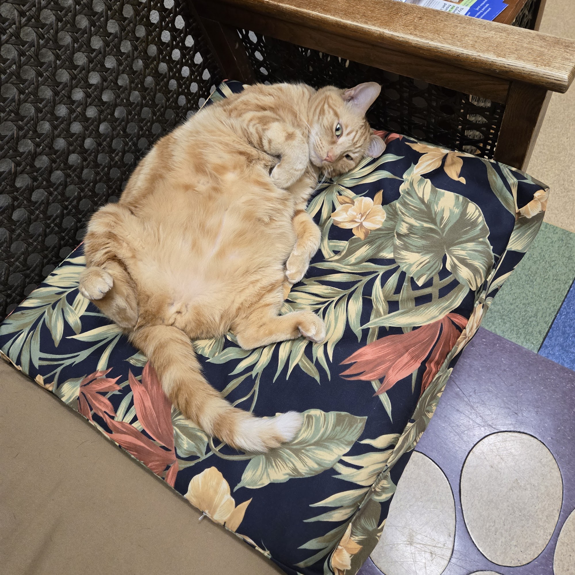 Oakley Veterinary Medical Center Oakley