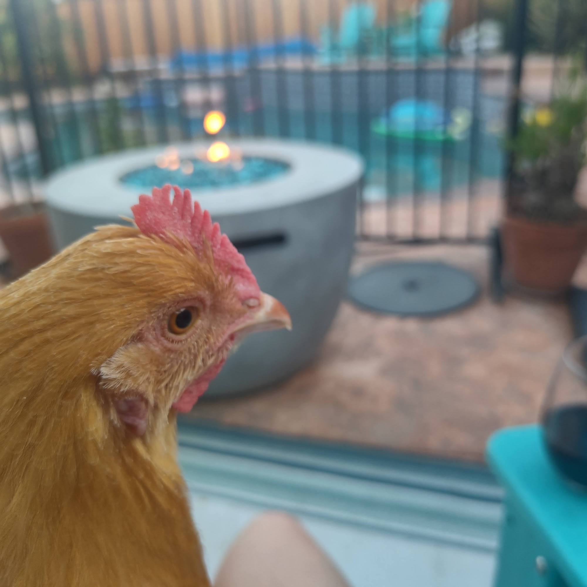 Medical Center For Birds Oakley