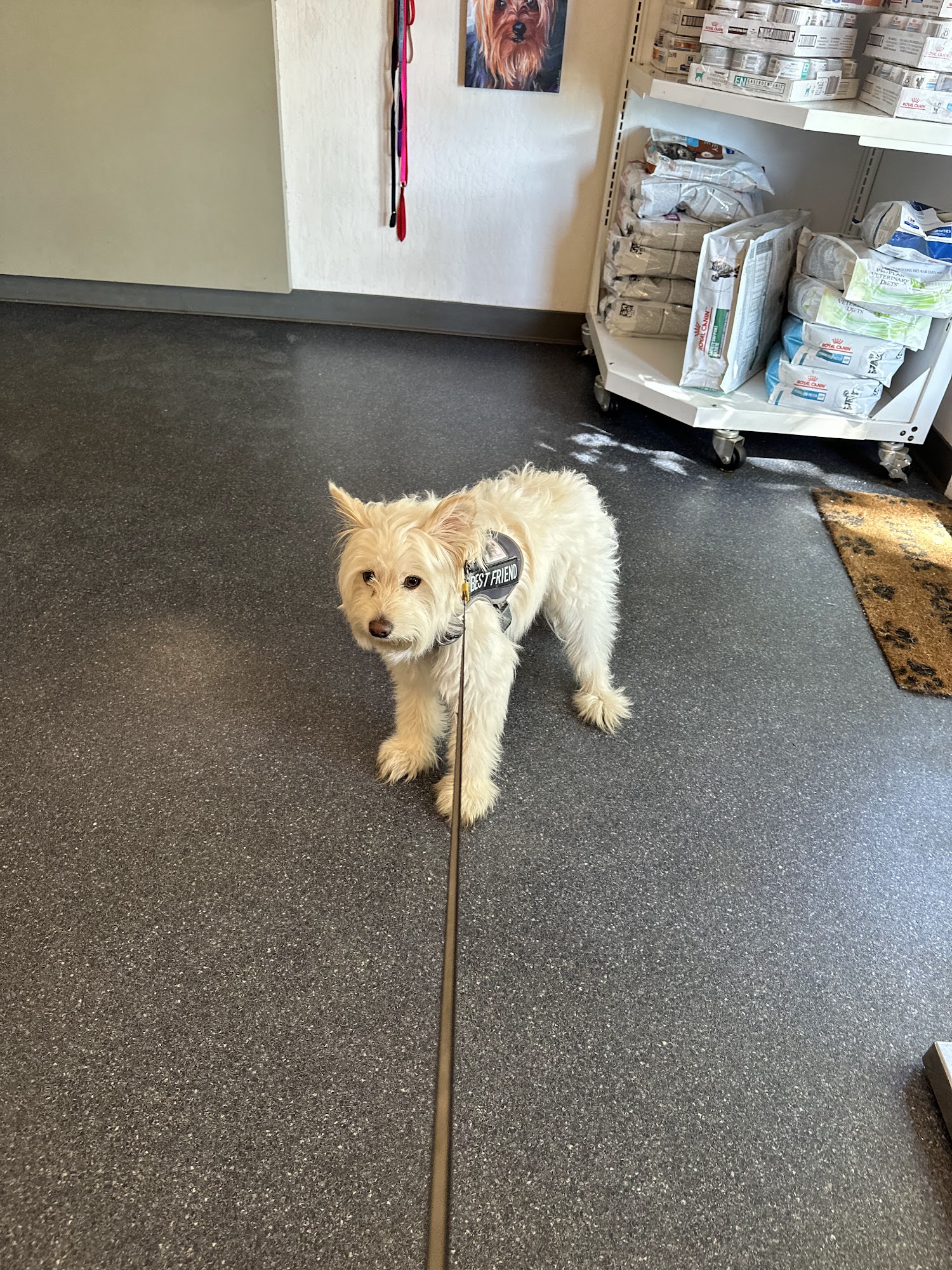 Tail Wag Inn Veterinary Hospital and Boarding Kennel Oakley