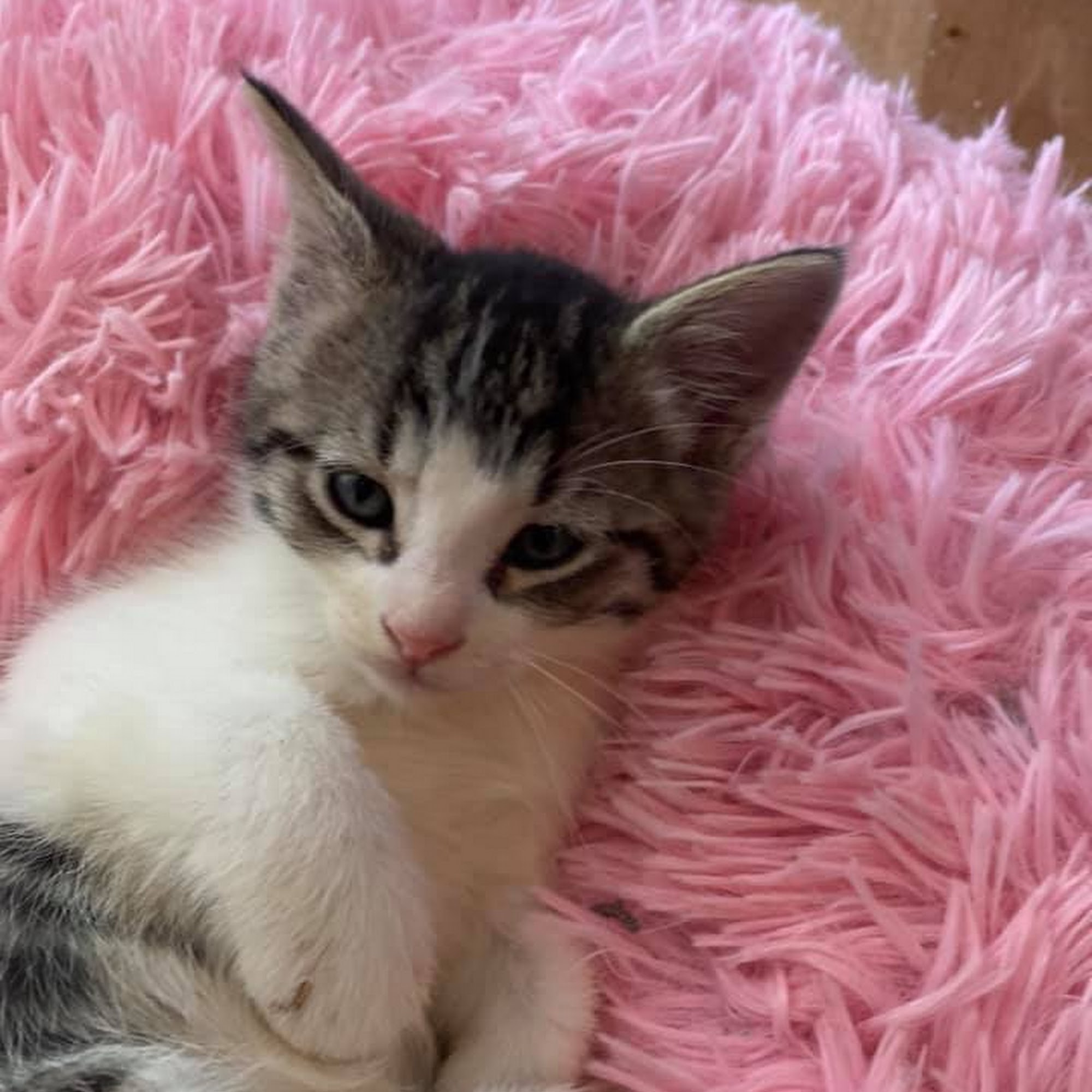 Tail Wag Inn Veterinary Hospital and Boarding Kennel Oakley