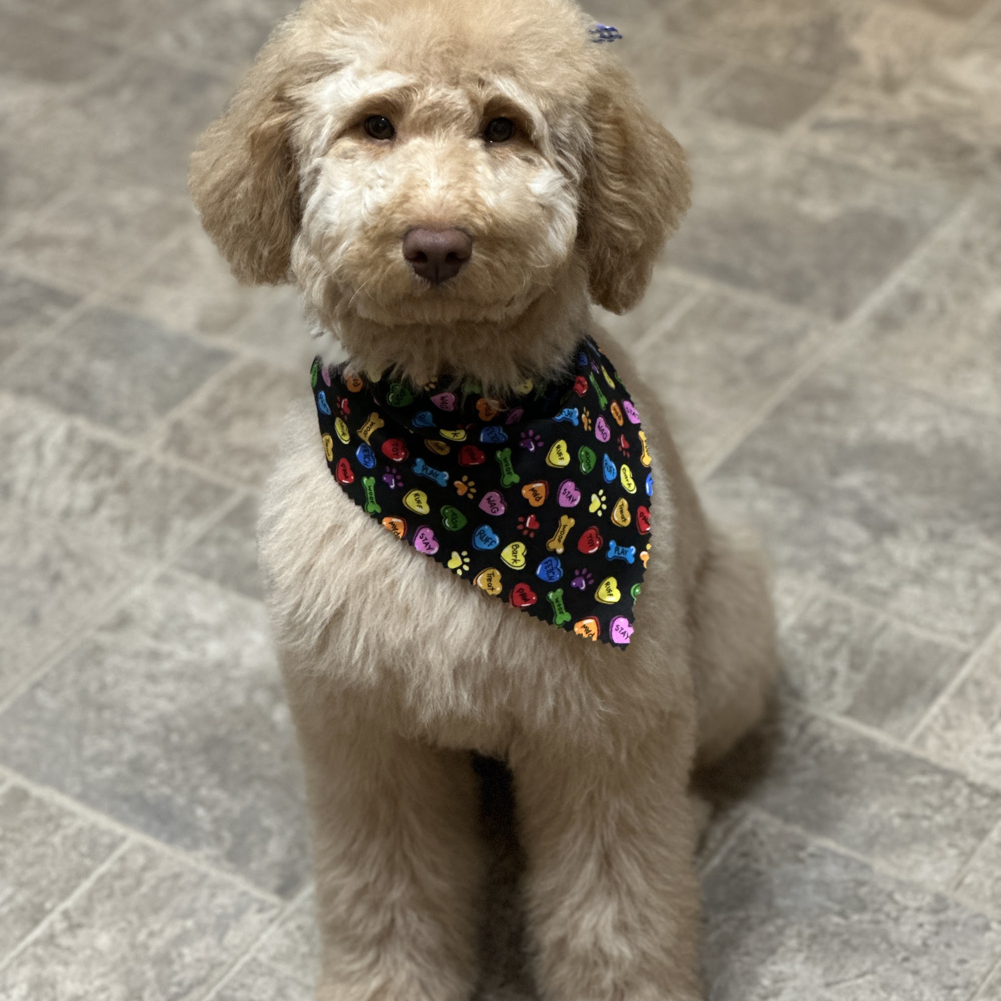 Muddy Paws Grooming -Oakley Oakley