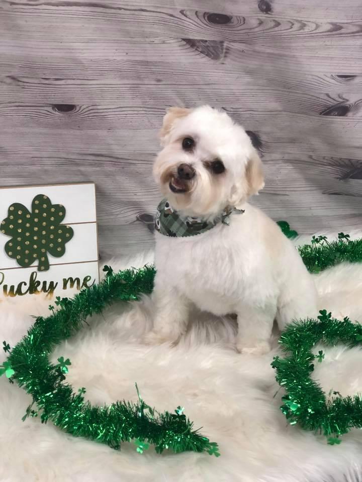 Muddy Paws Grooming -Oakley Oakley