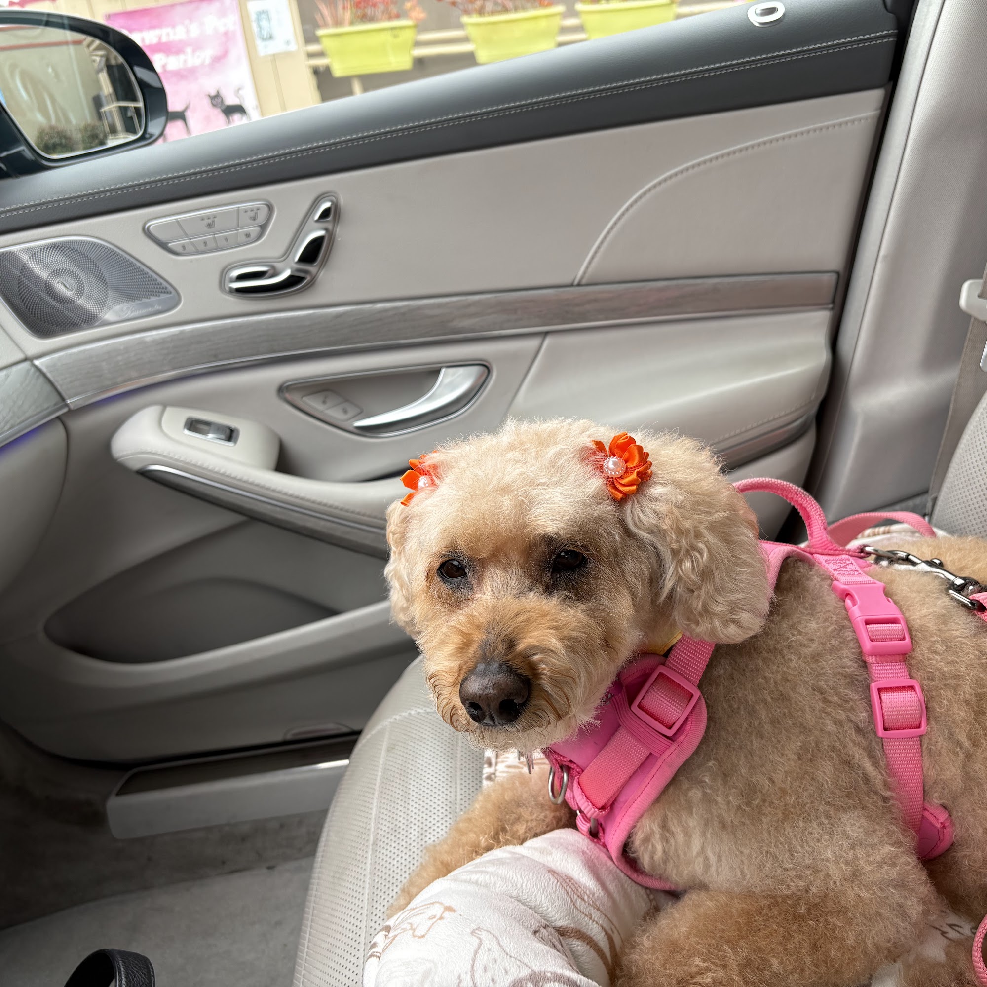 Dawna's Pet Parlor Oceano