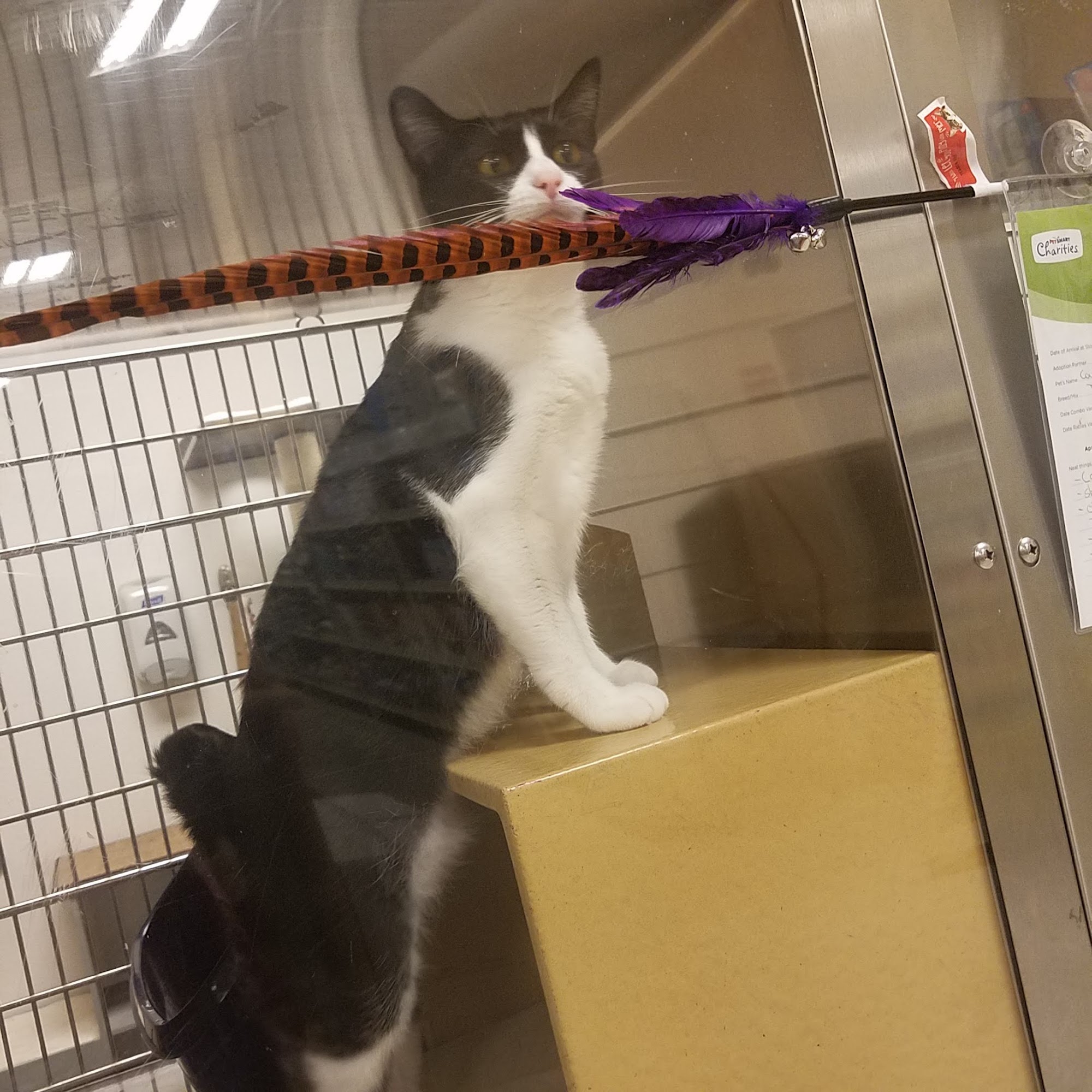 PetSmart Oceanside