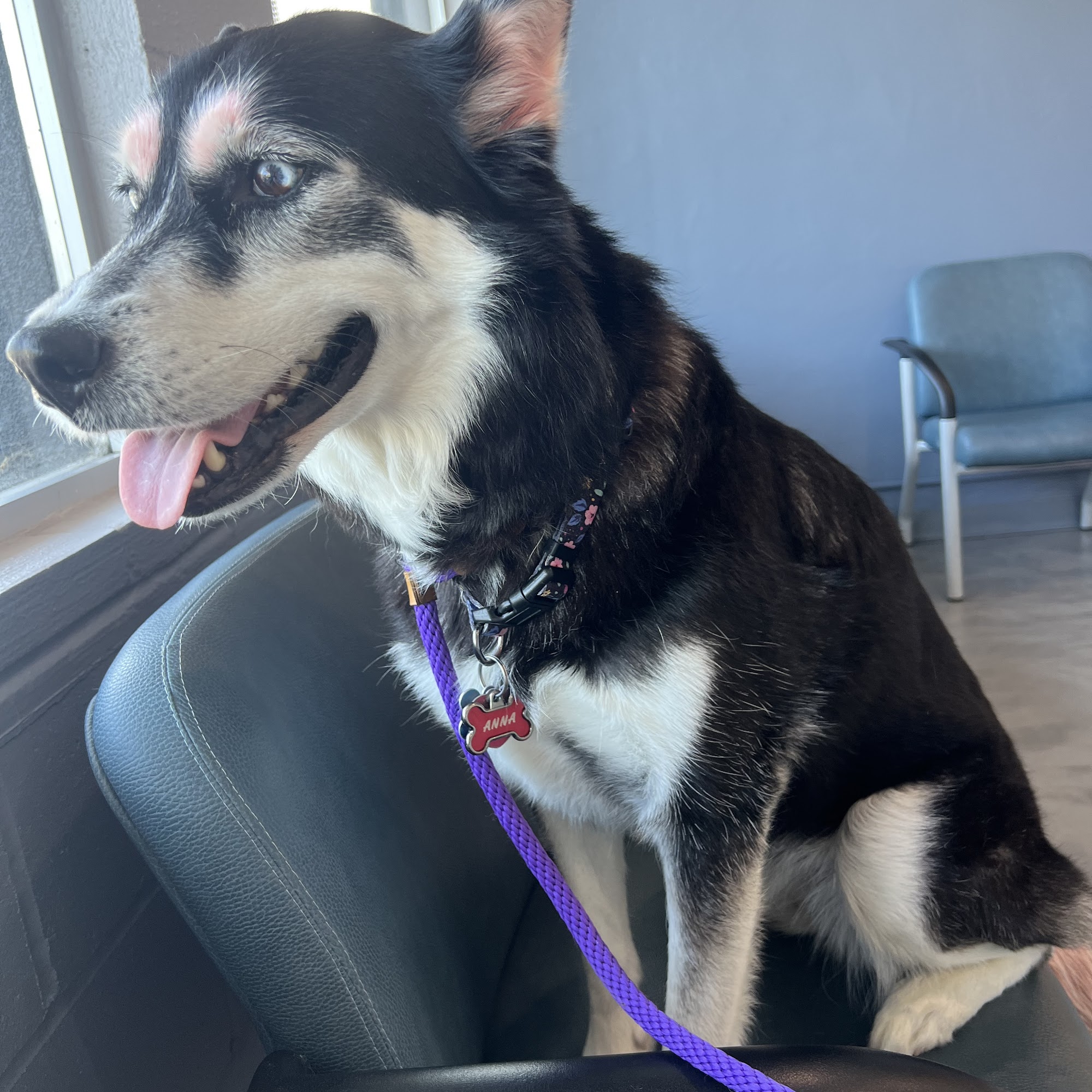 Oceanside Veterinary Hospital Oceanside